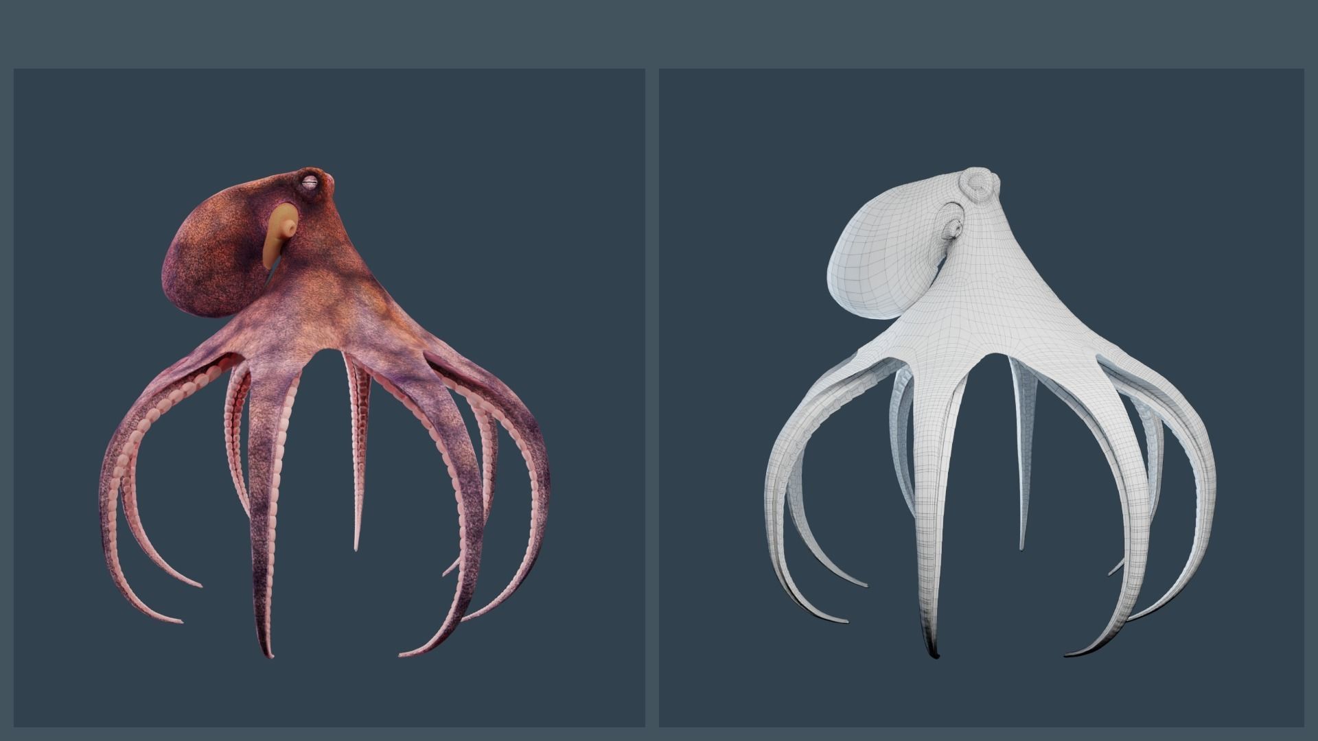 Animated Common Octopus Low-poly 3D model_3