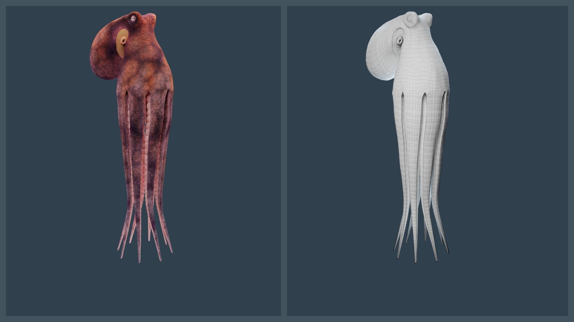 Animated Common Octopus Low-poly 3D model_8