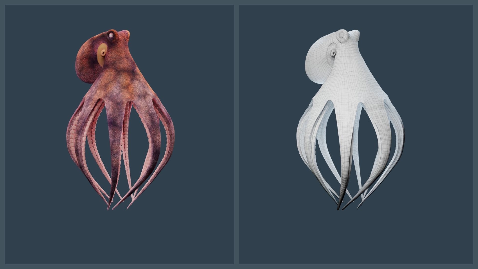 Animated Common Octopus Low-poly 3D model_12