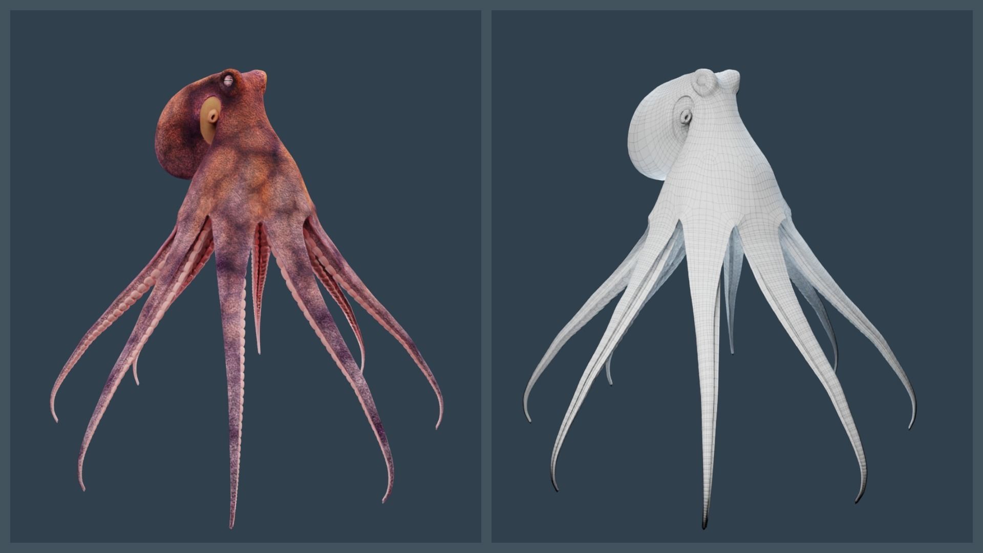 Animated Common Octopus Low-poly 3D model_17