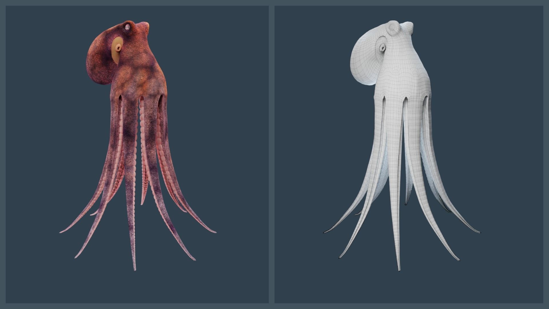 Animated Common Octopus Low-poly 3D model_20