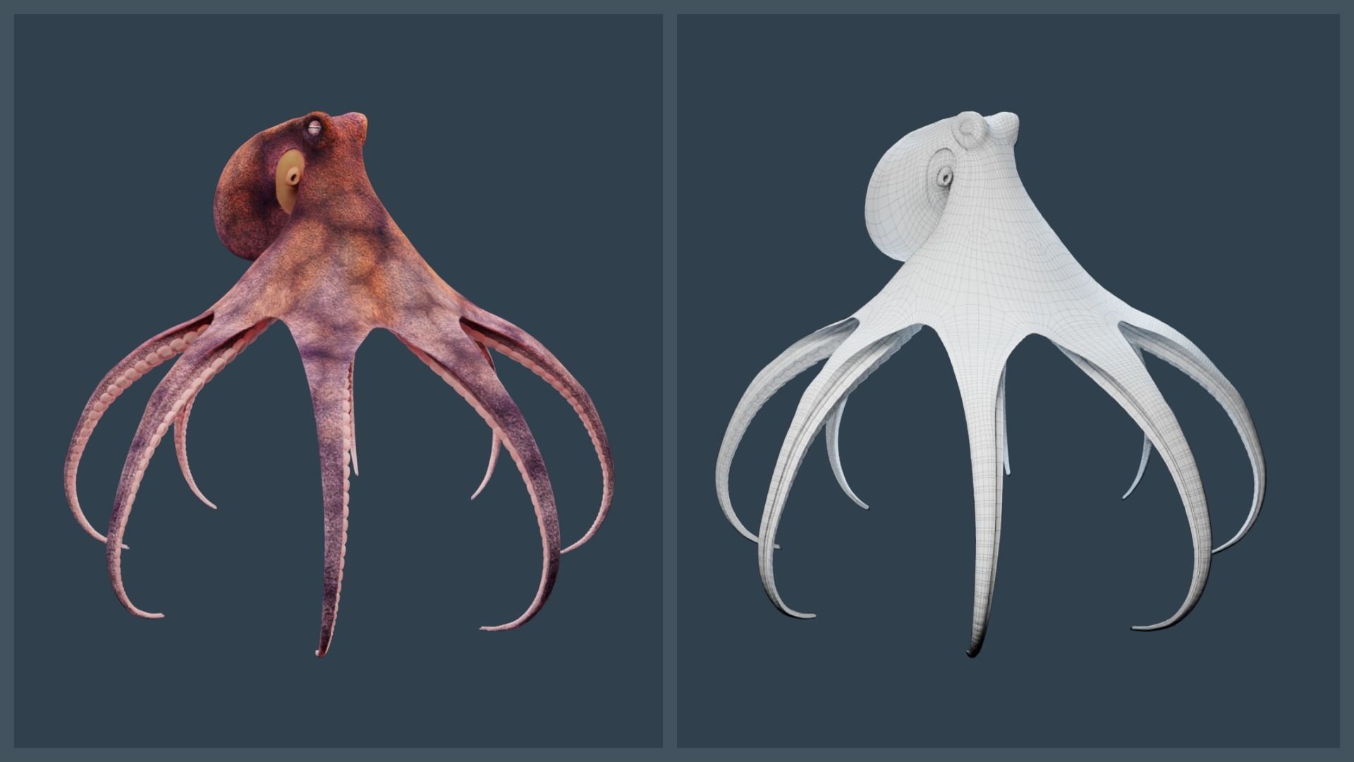 Animated Common Octopus Low-poly 3D model_15