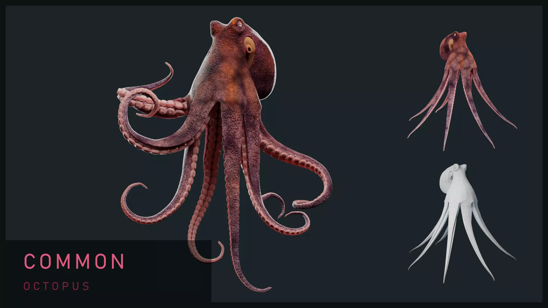 Animated Common Octopus Low-poly 3D model_0