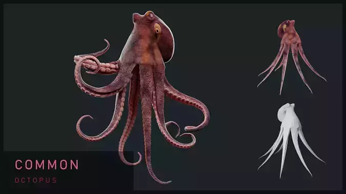 Animated Common Octopus Low-poly 3D model Animated Common Octopus Low-poly 3D model