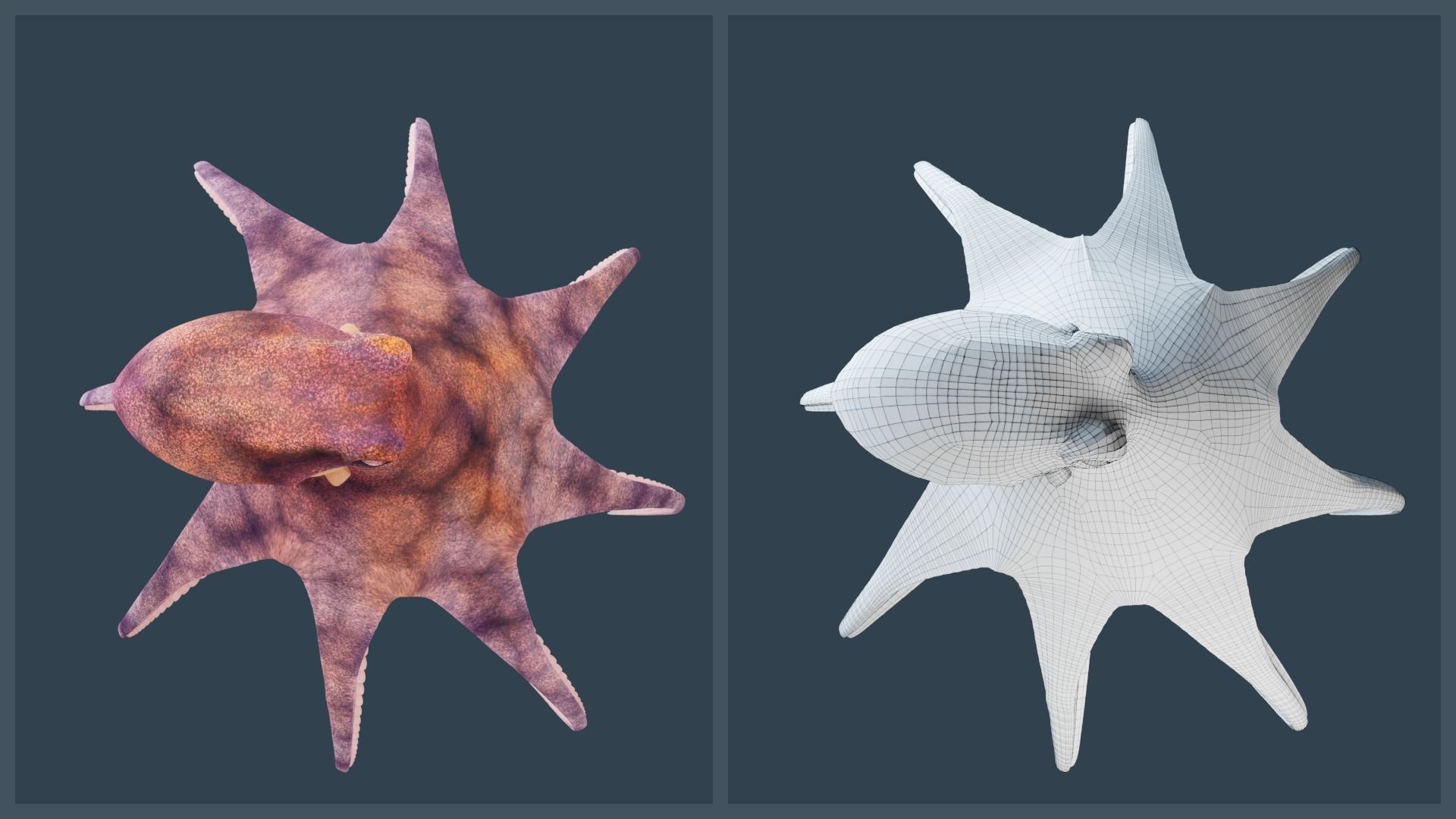 Animated Common Octopus Low-poly 3D model_6