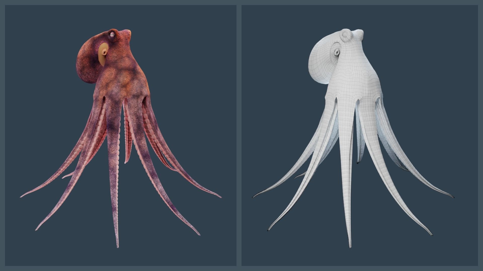 Animated Common Octopus Low-poly 3D model_18