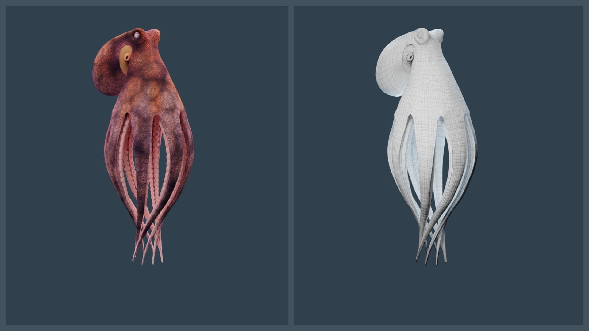 Animated Common Octopus Low-poly 3D model_11