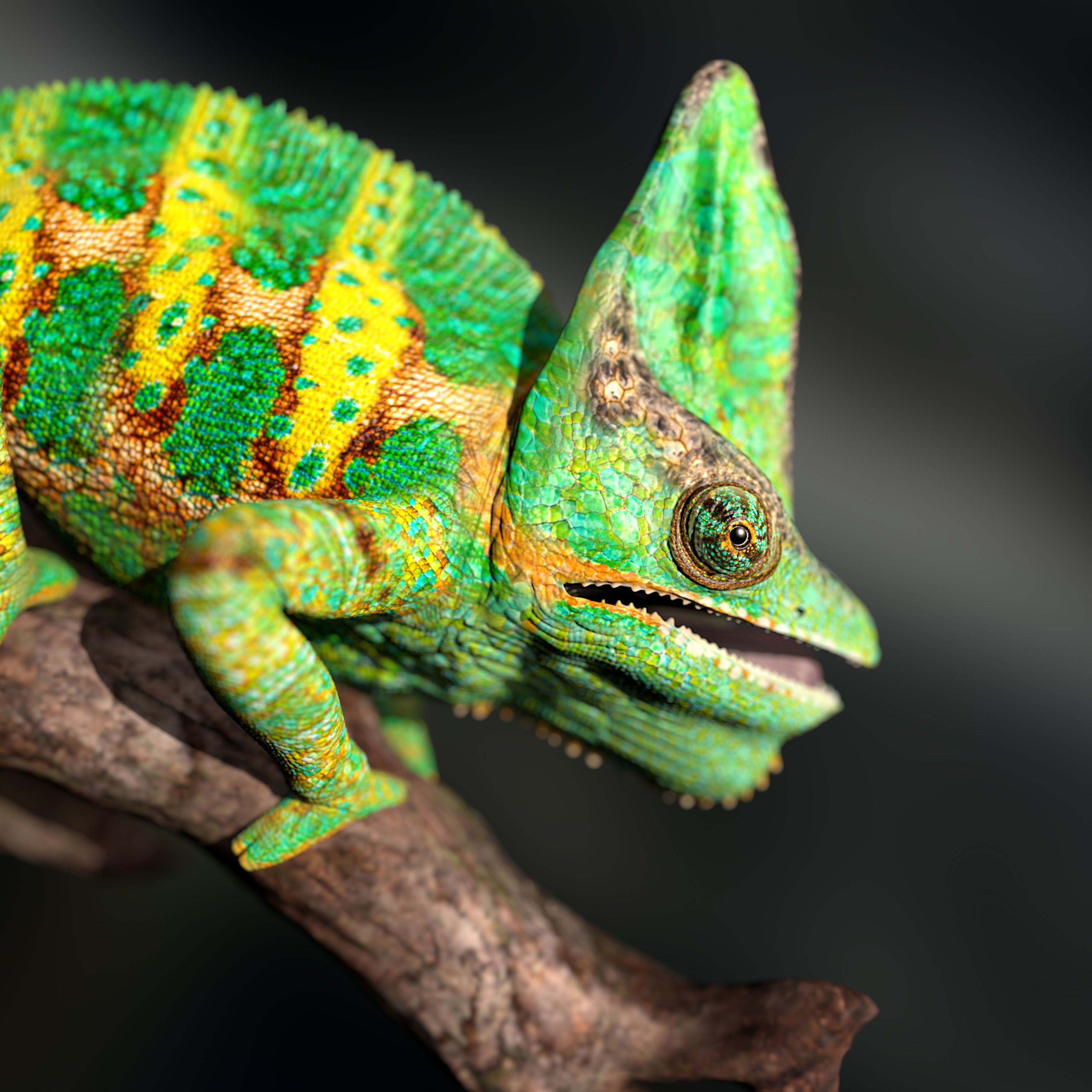 Chameleon Calyptratus Highpolygon 3D model fullsize texture 3D model_17