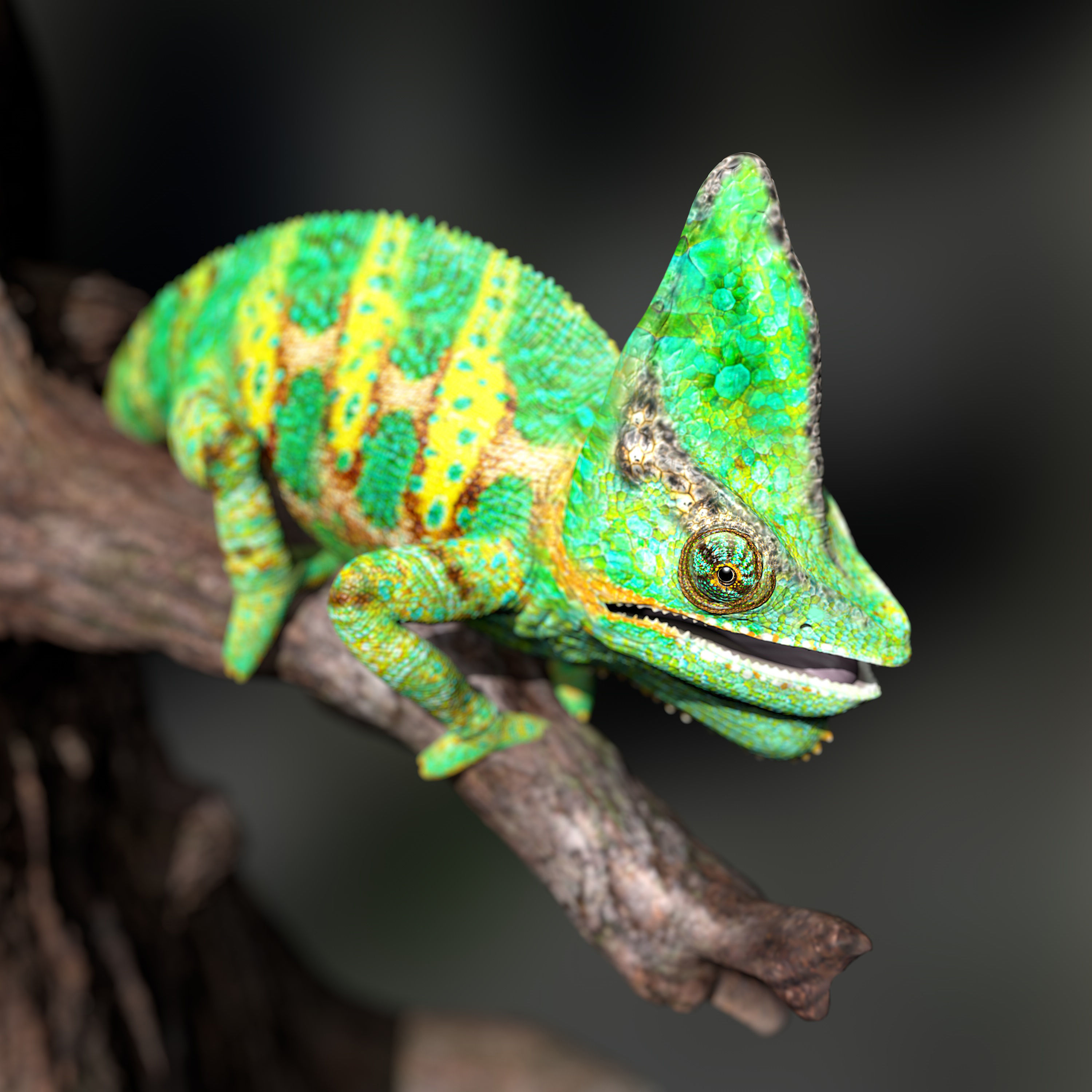 Chameleon Calyptratus Highpolygon 3D model fullsize texture 3D model_1