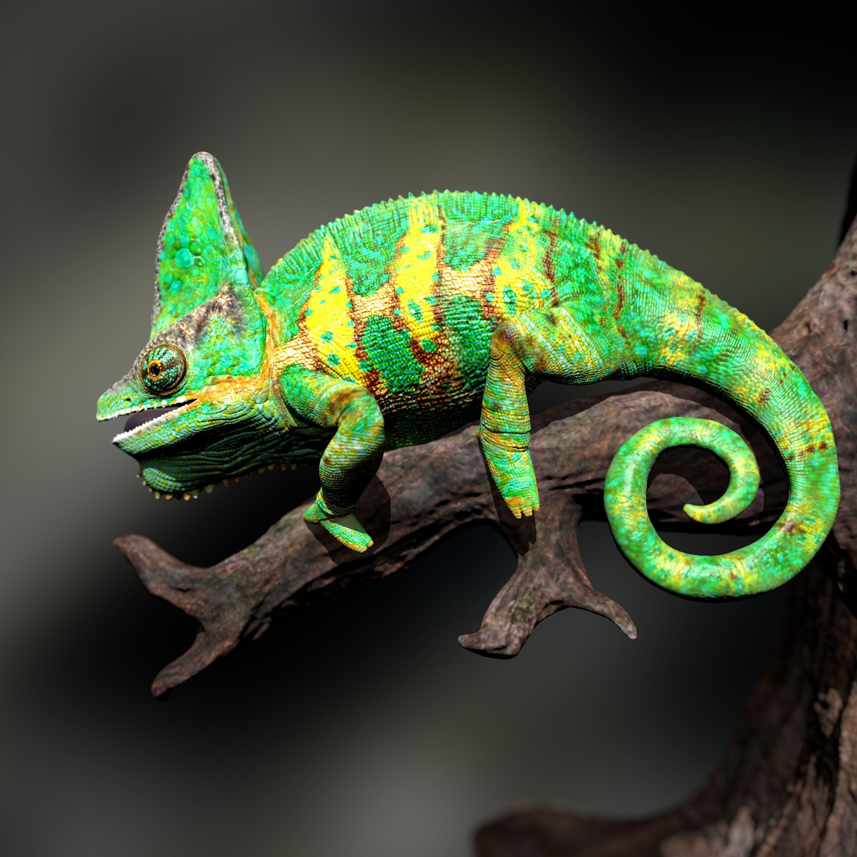Chameleon Calyptratus Highpolygon 3D model fullsize texture 3D model_2