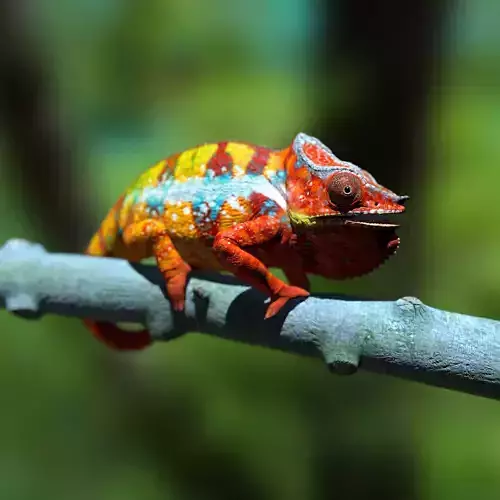 Furcifer pardalis Ambanjy -Highpolygon 3D full-size  3D model