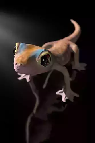 Namib Gecko full-size texture  Zbrush originals 3D model