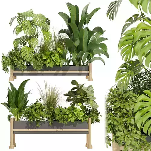 Collection plant vol 420 - indoor - monstera - banana