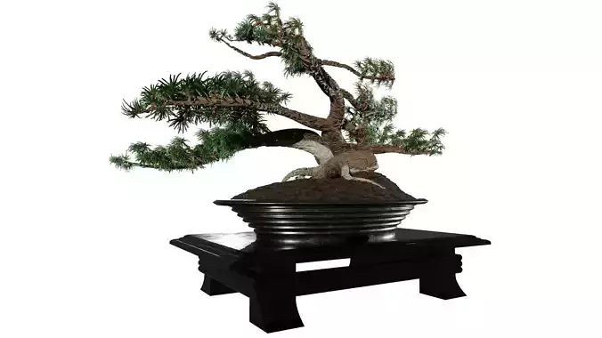 High Detailed Bonsai Tree