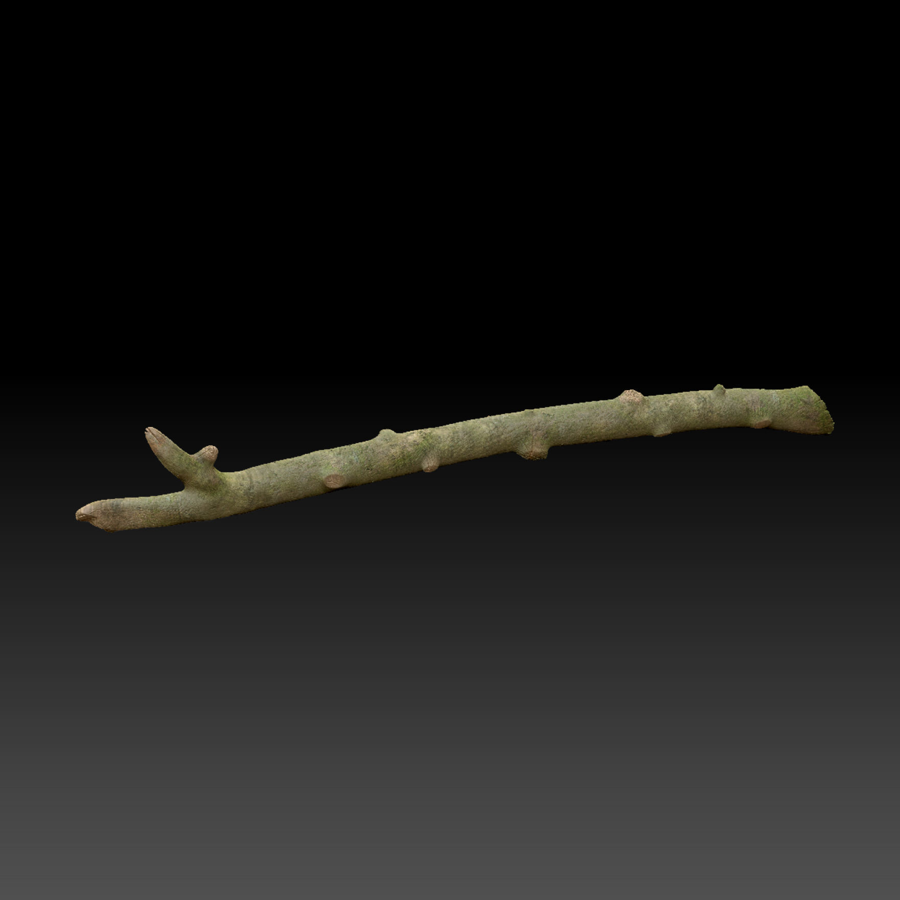 Furcifer Pardalis Sambava Full-Size Texture  Zbrush Originals 3D model_17