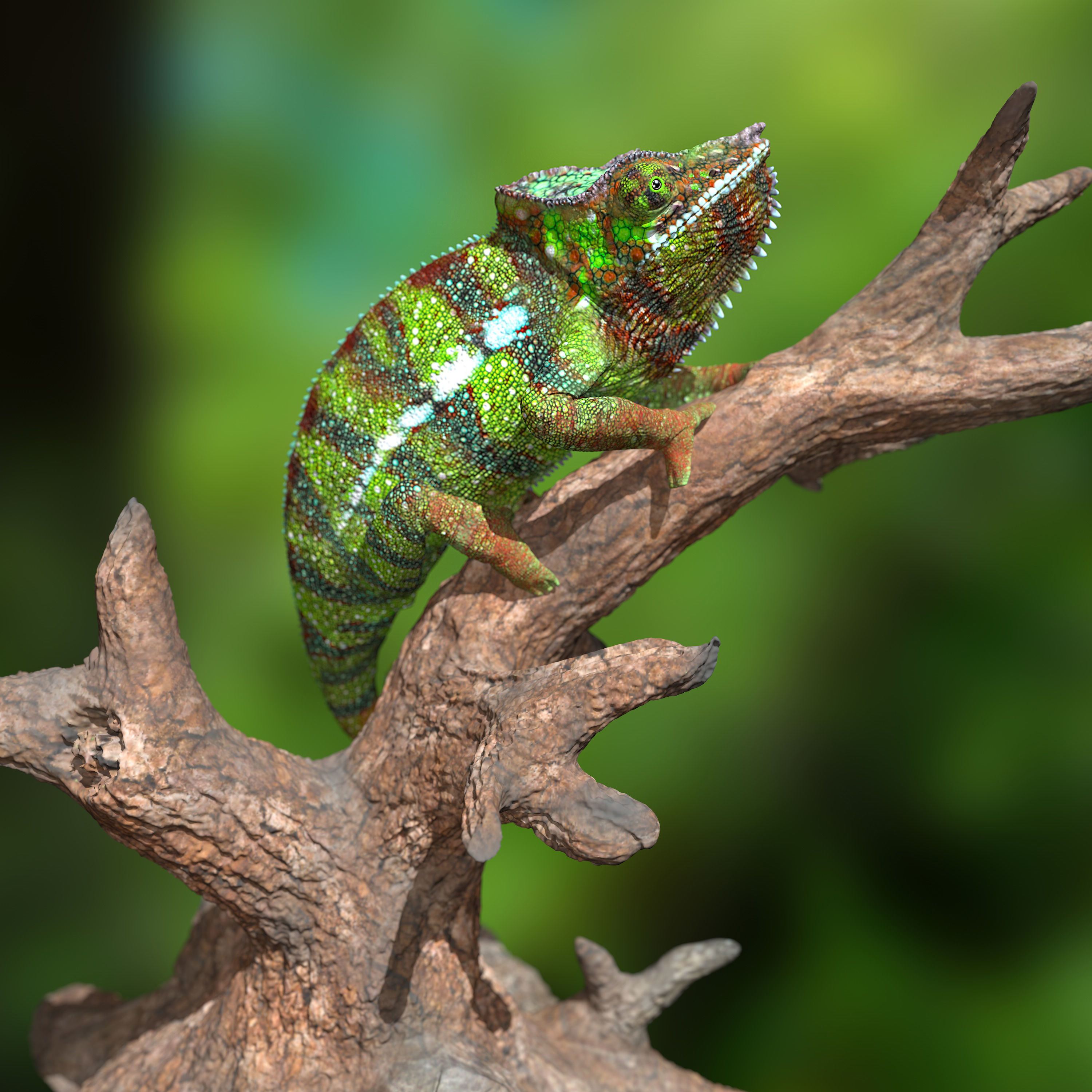 Furcifer Pardalis Sambava Full-Size Texture  Zbrush Originals 3D model_4