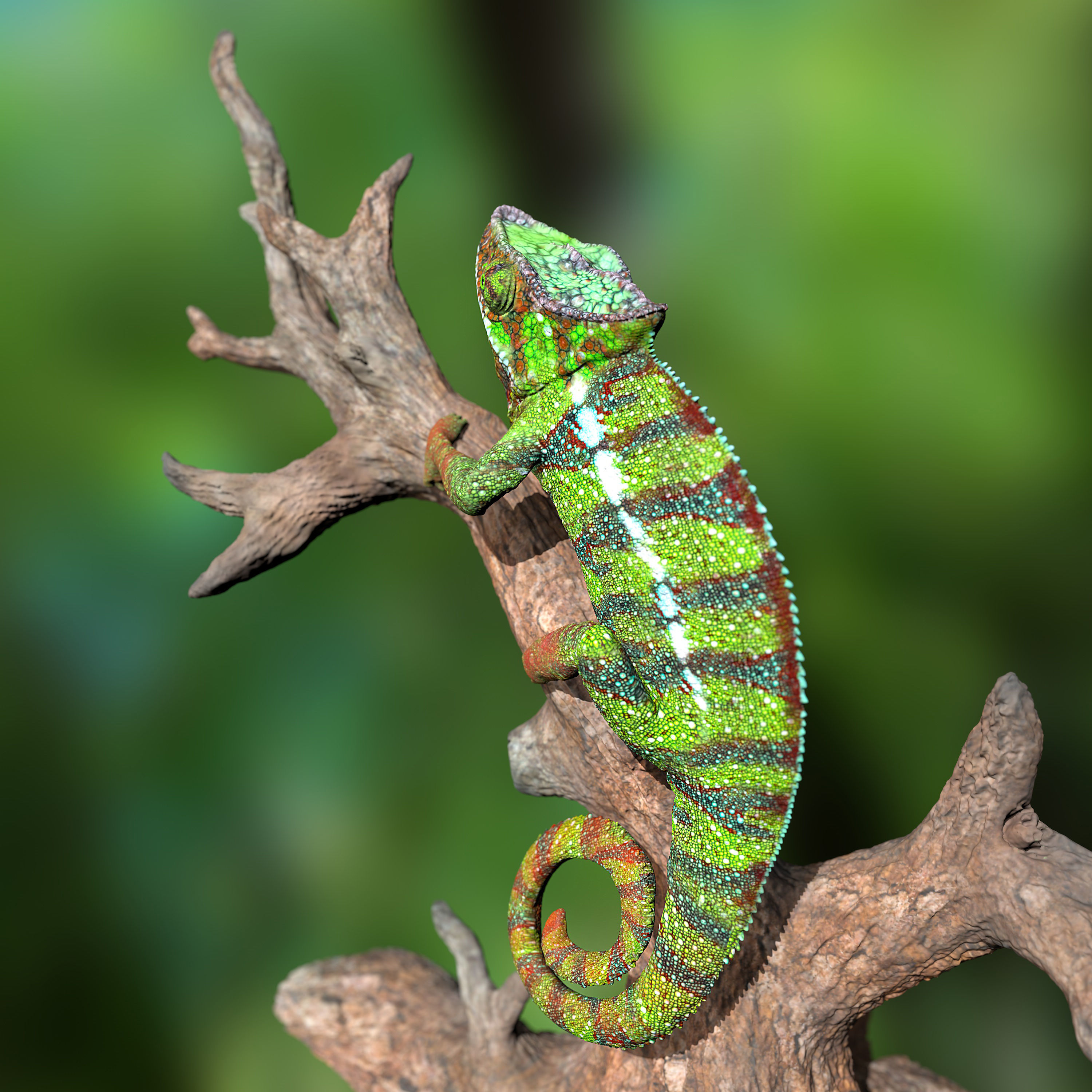 Furcifer Pardalis Sambava Full-Size Texture  Zbrush Originals 3D model_5