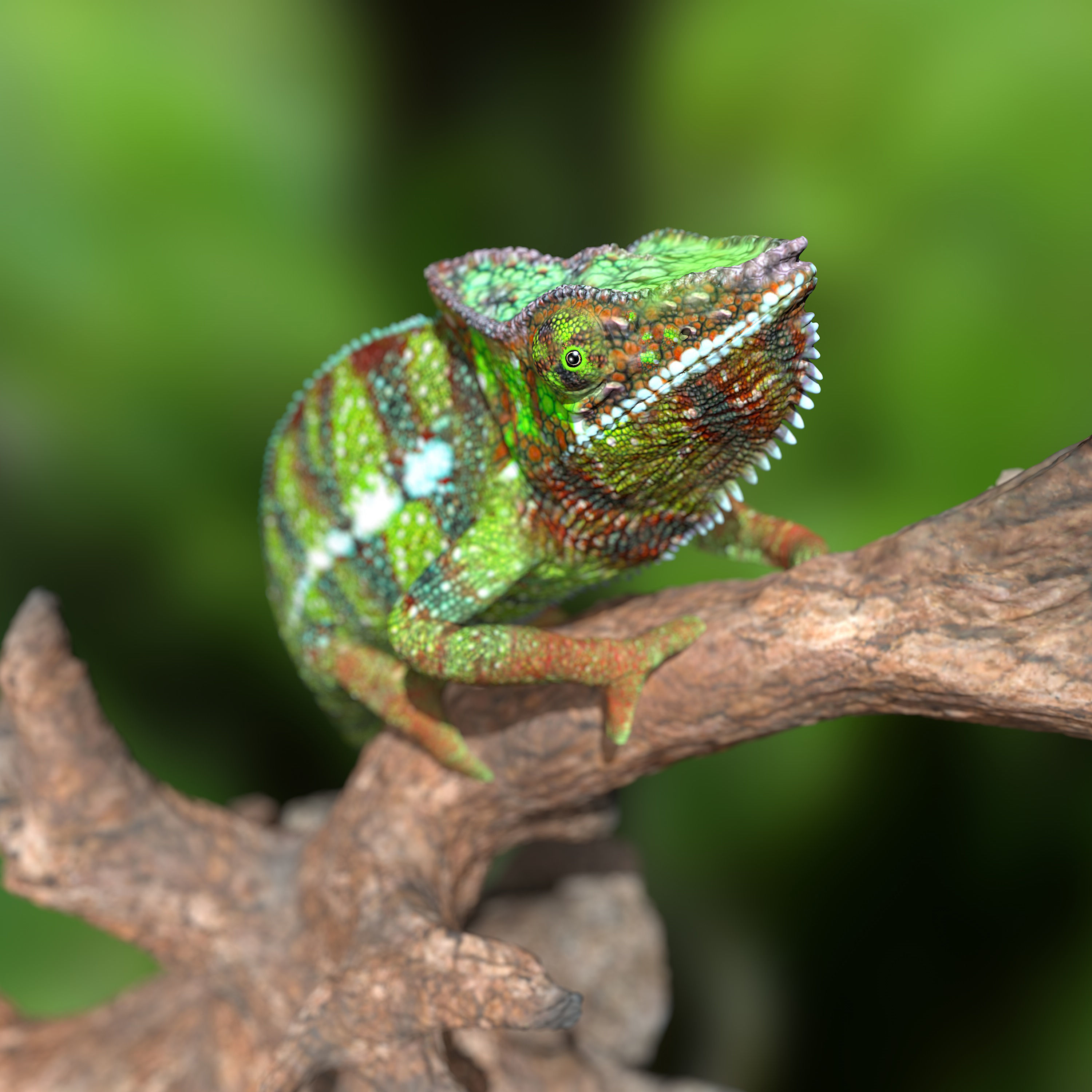 Furcifer Pardalis Sambava Full-Size Texture  Zbrush Originals 3D model_3