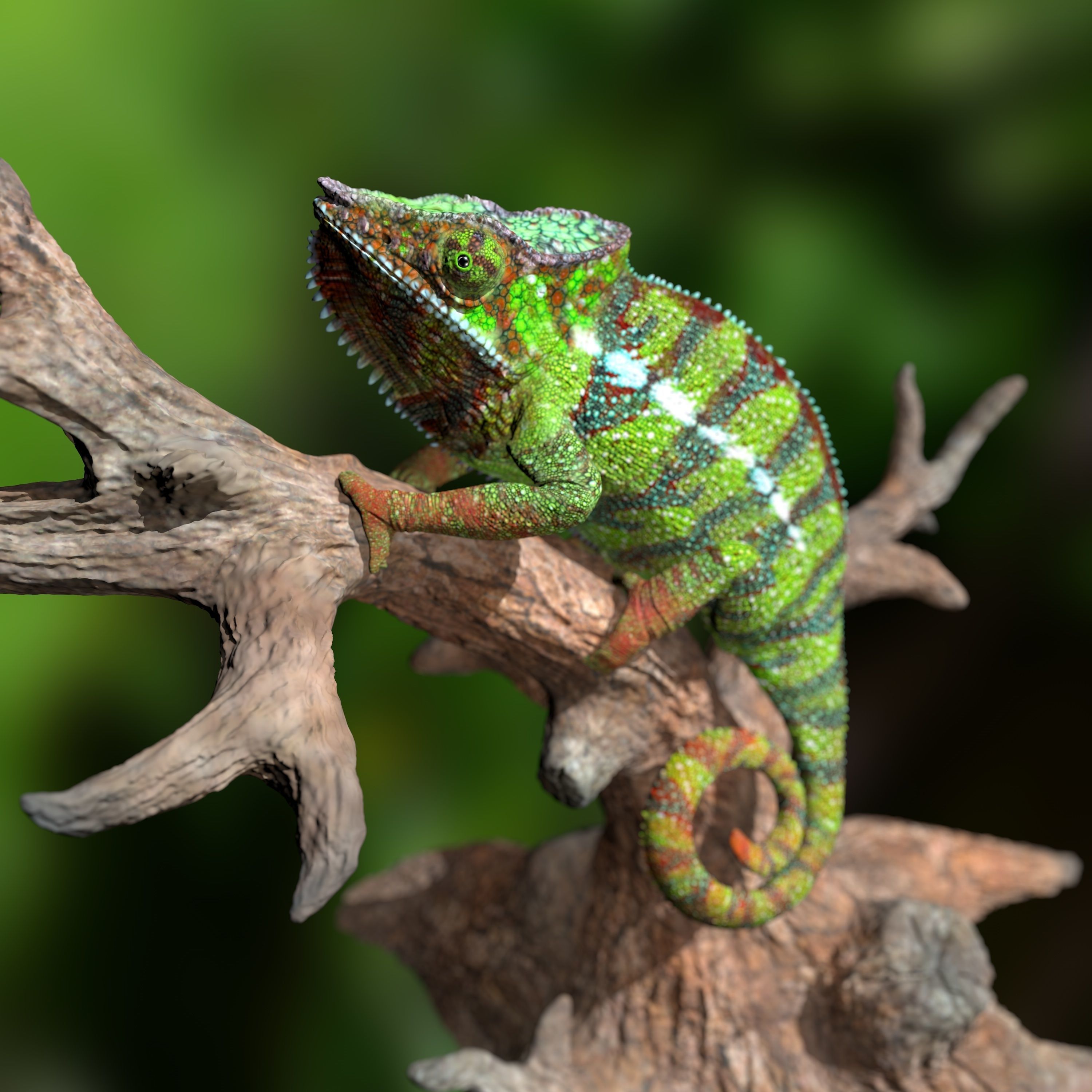 Furcifer Pardalis Sambava Full-Size Texture  Zbrush Originals 3D model_1