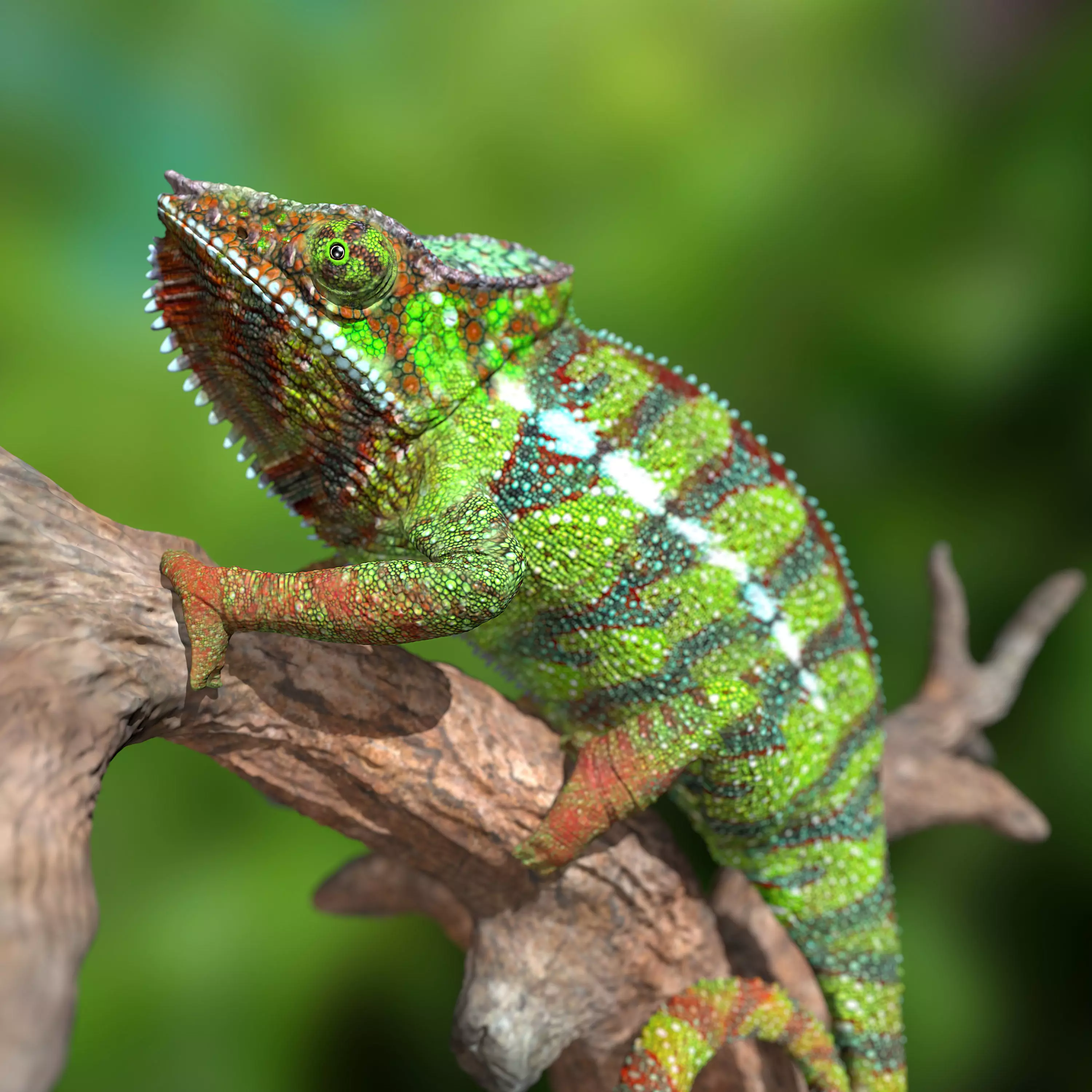 Furcifer Pardalis Sambava Full-Size Texture  Zbrush Originals 3D model_0