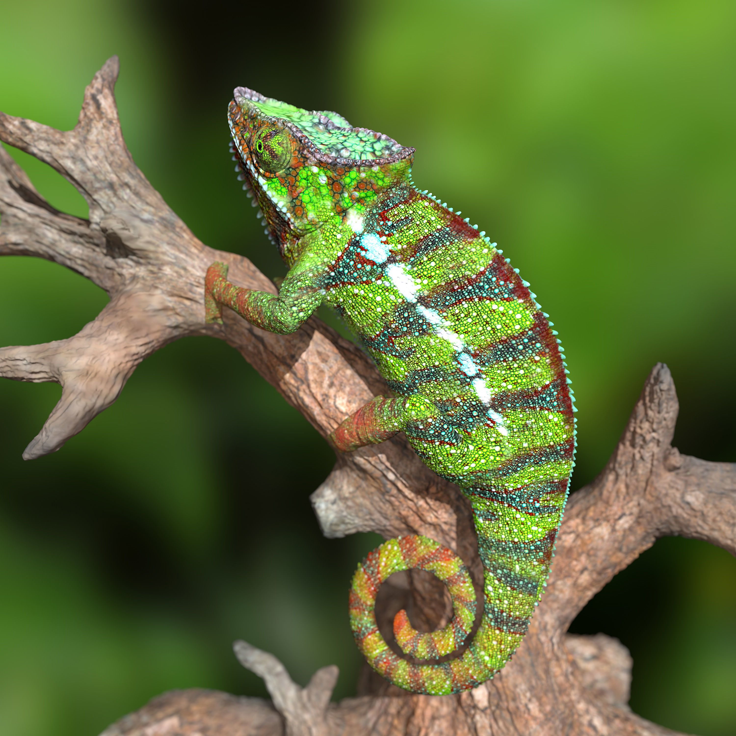 Furcifer Pardalis Sambava Full-Size Texture  Zbrush Originals 3D model_7