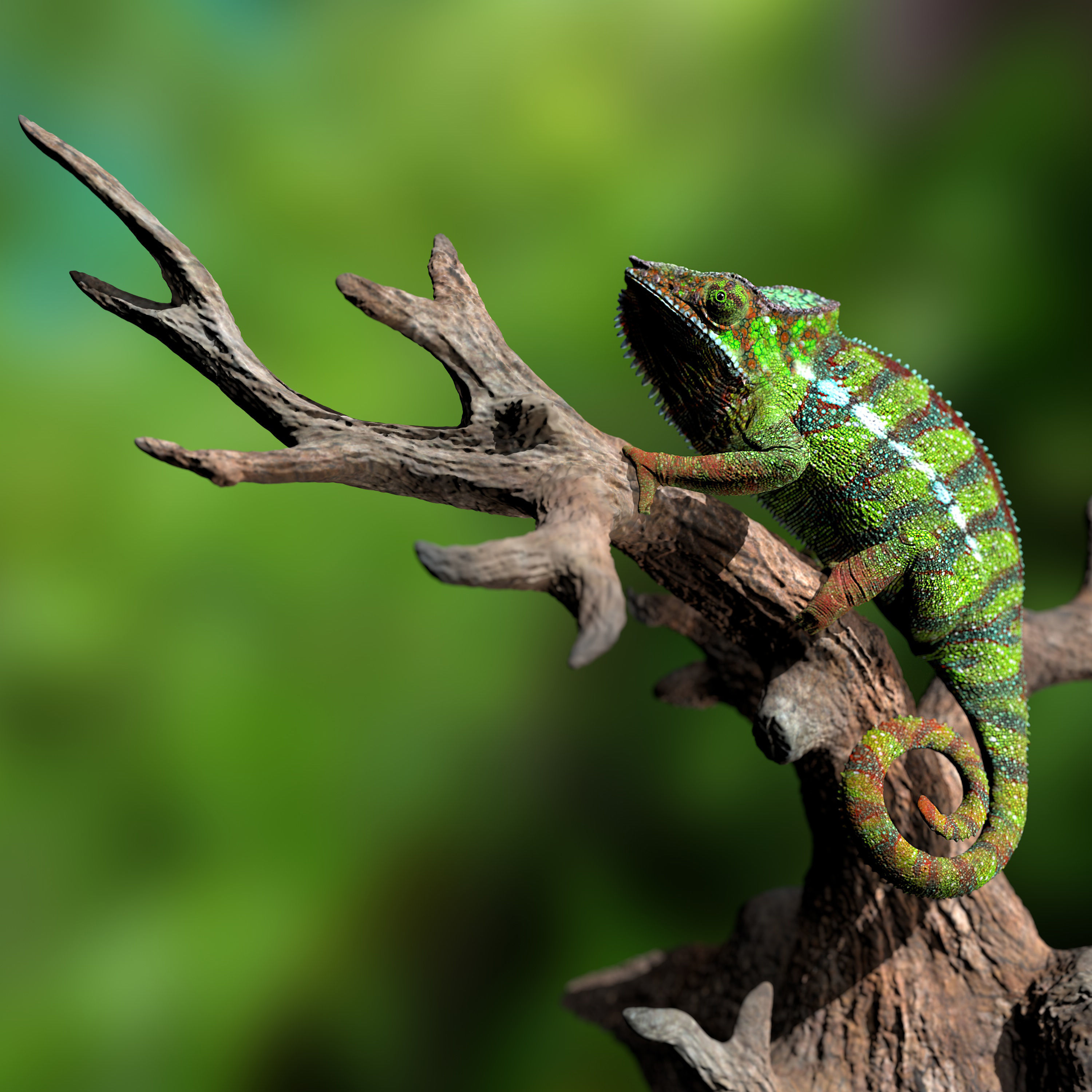 Furcifer Pardalis Sambava Full-Size Texture  Zbrush Originals 3D model_2