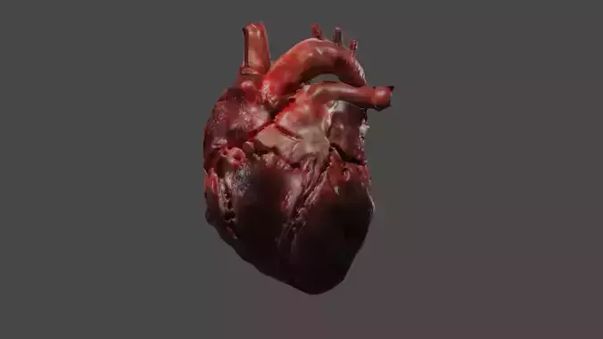 Realistic Human Heart