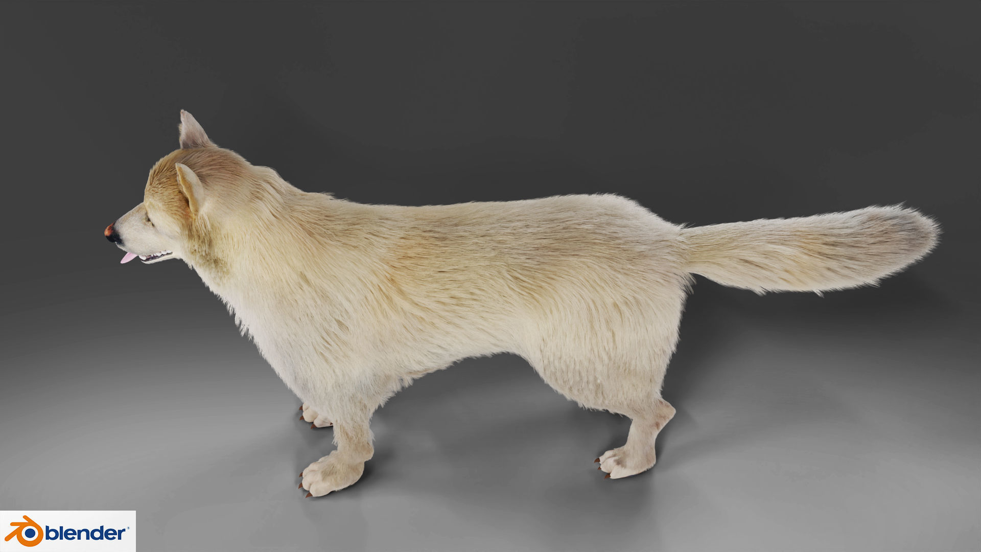 Fur Gray Wolf Rigged V02 in Blender Low-poly 3D model_10