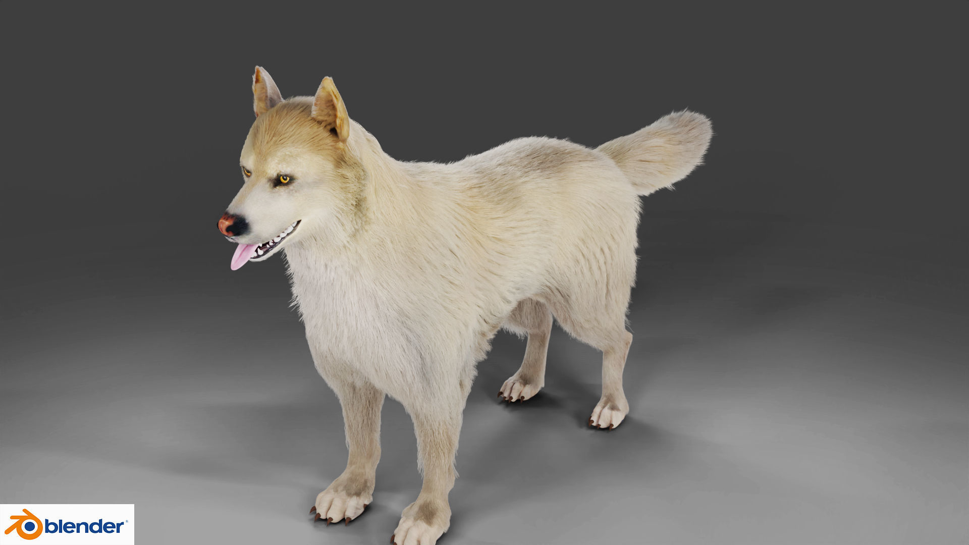 Fur Gray Wolf Rigged V02 in Blender Low-poly 3D model_11