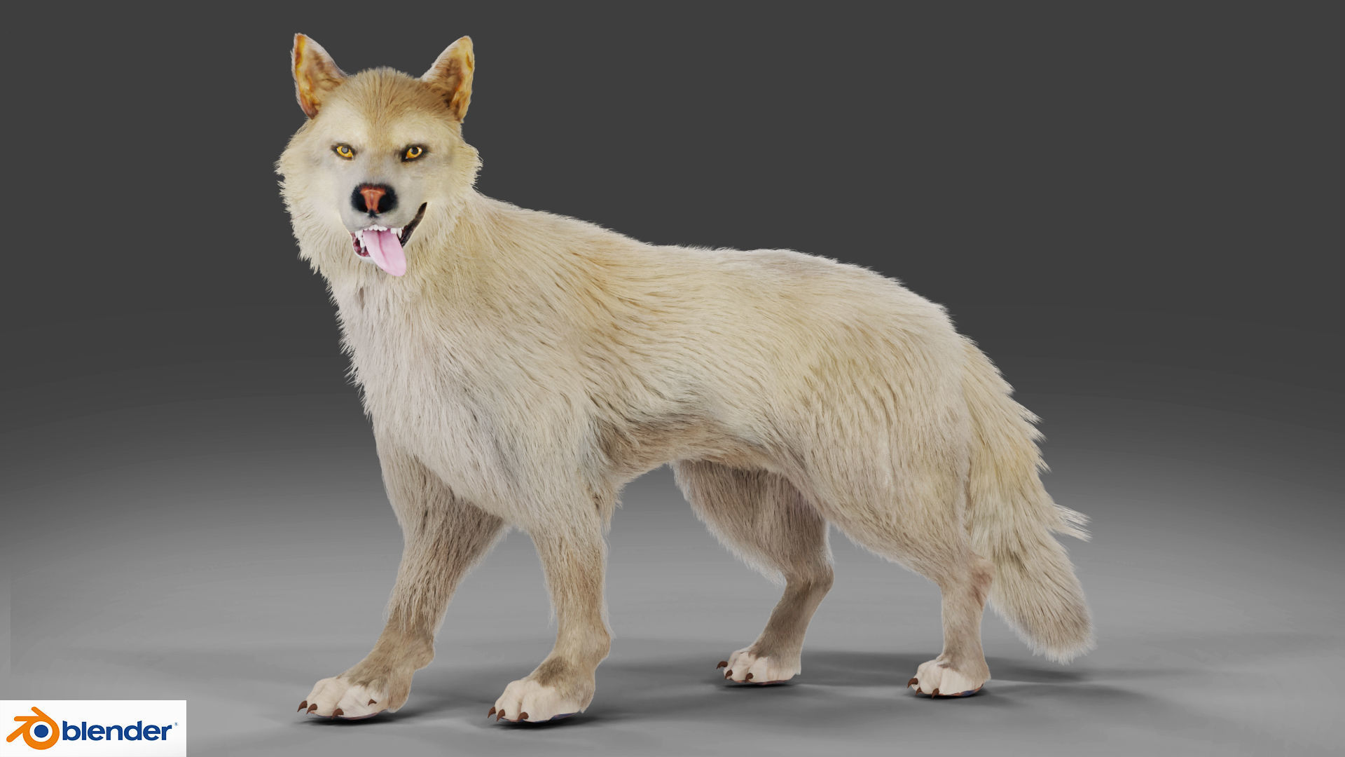Fur Gray Wolf Rigged V02 in Blender Low-poly 3D model_2
