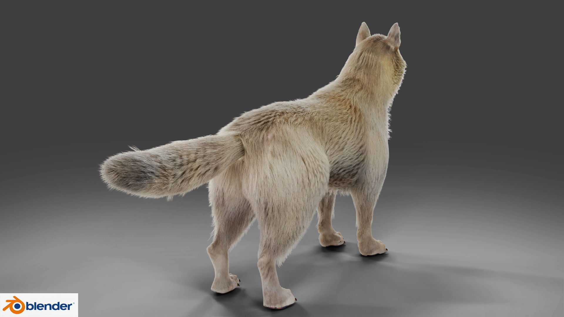 Fur Gray Wolf Rigged V02 in Blender Low-poly 3D model_6