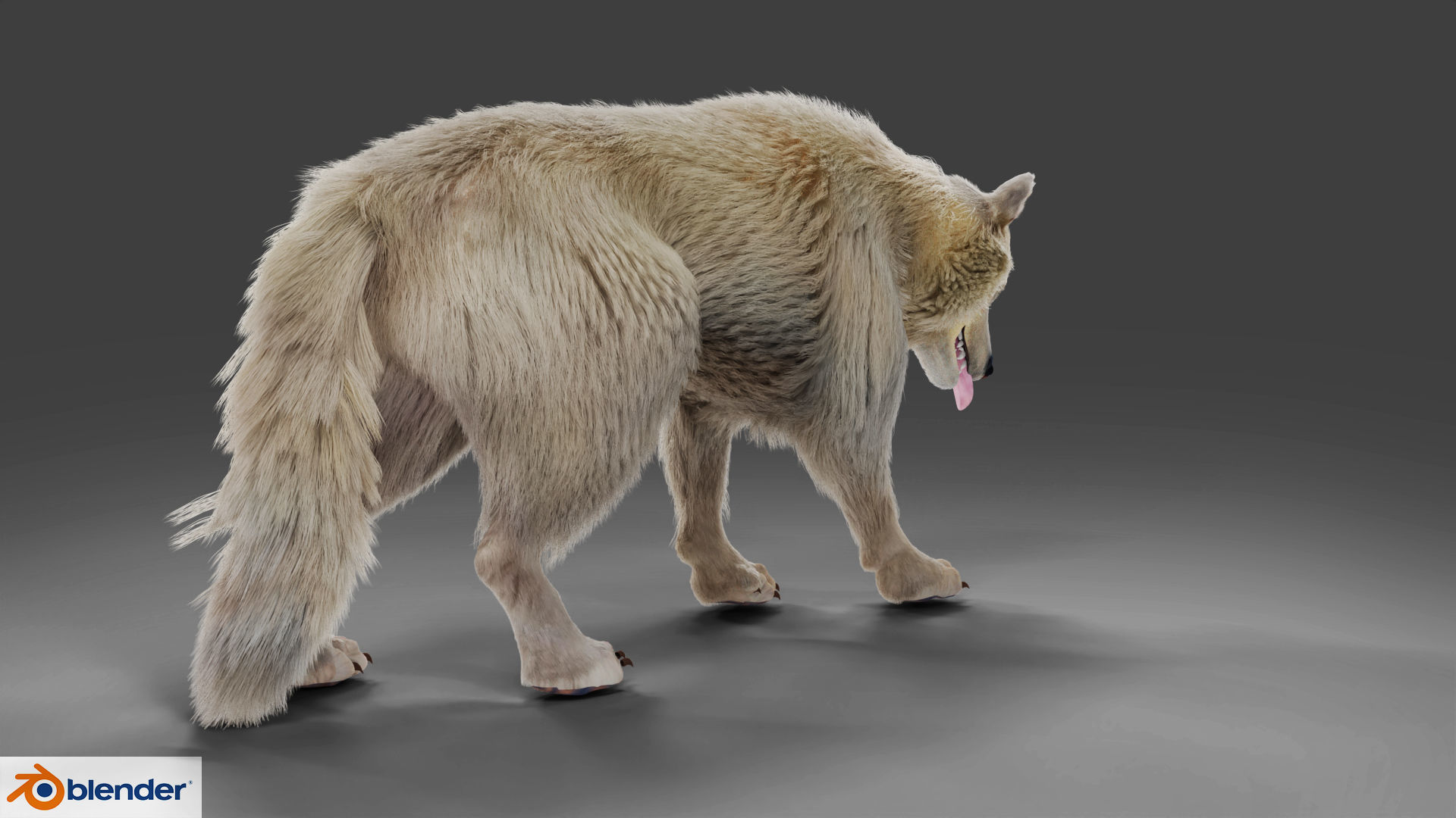 Fur Gray Wolf Rigged V02 in Blender Low-poly 3D model_4