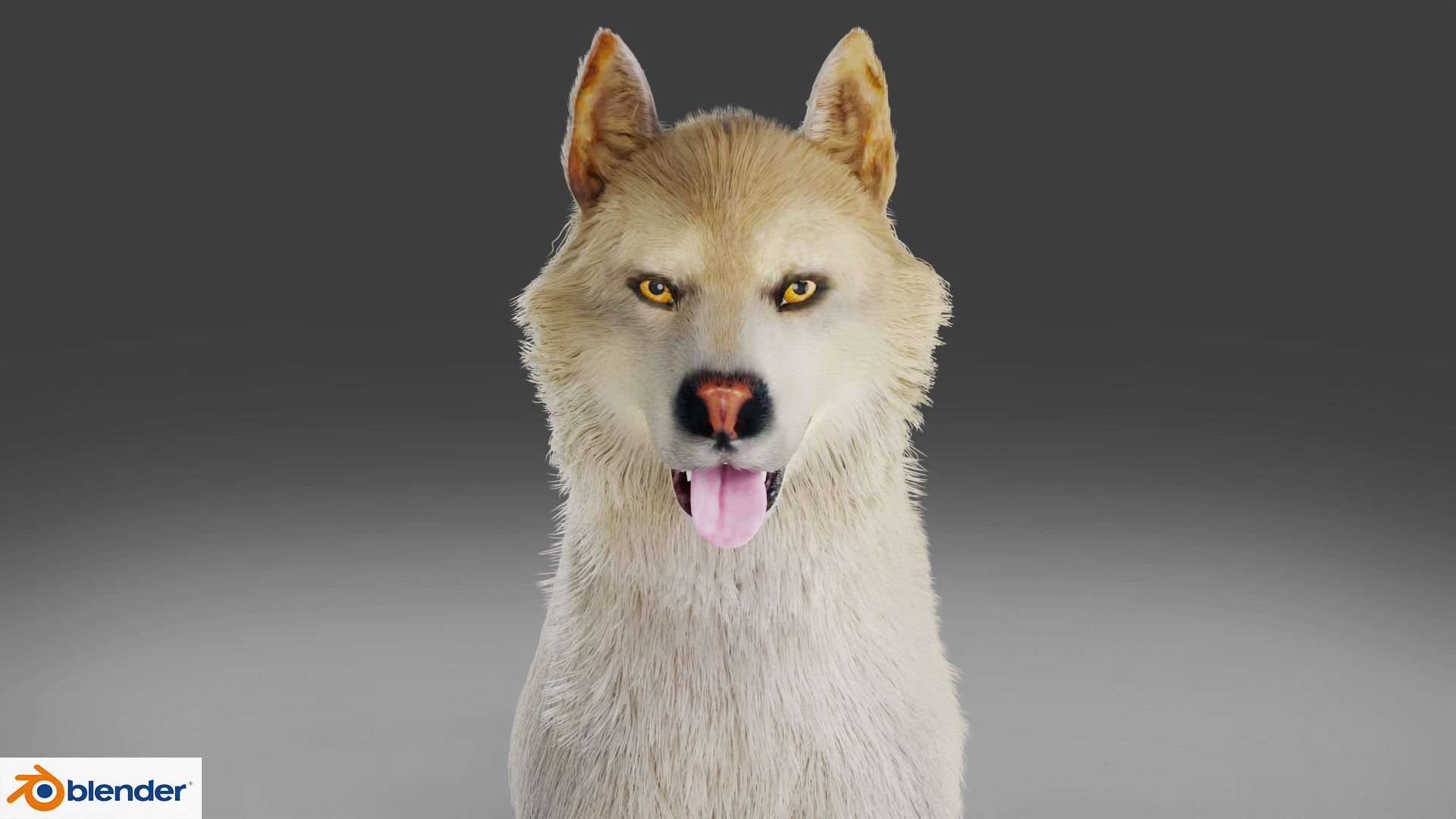Fur Gray Wolf Rigged V02 in Blender Low-poly 3D model_5