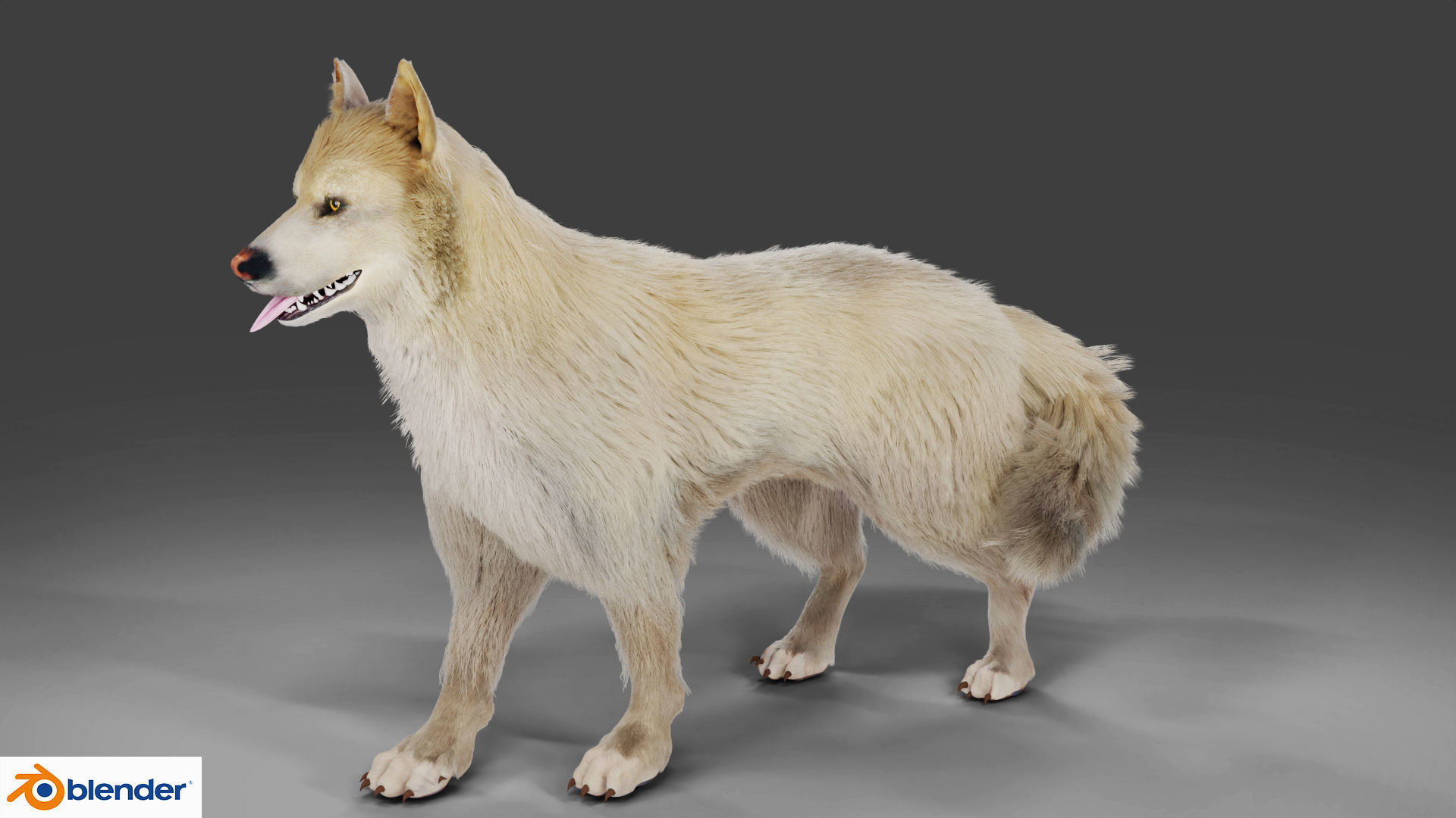 Fur Gray Wolf Rigged V02 in Blender Low-poly 3D model_3
