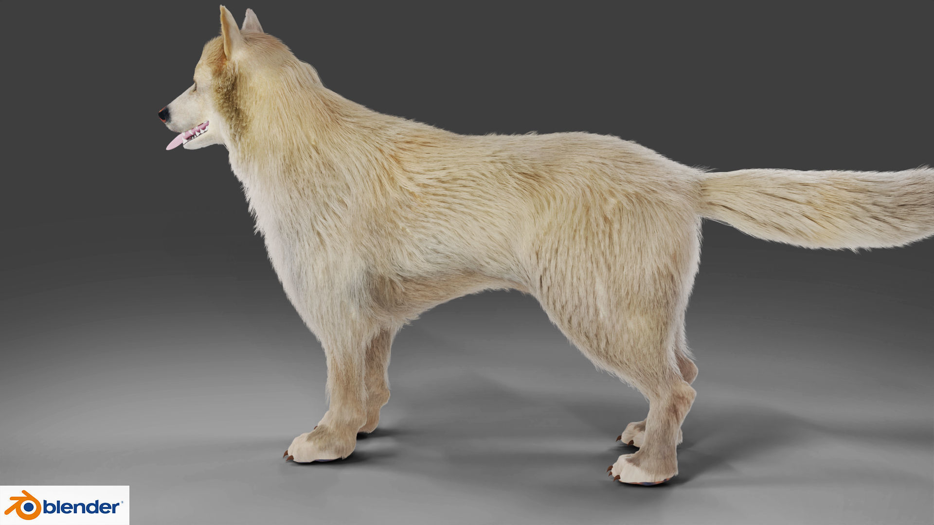 Fur Gray Wolf Rigged V02 in Blender Low-poly 3D model_8