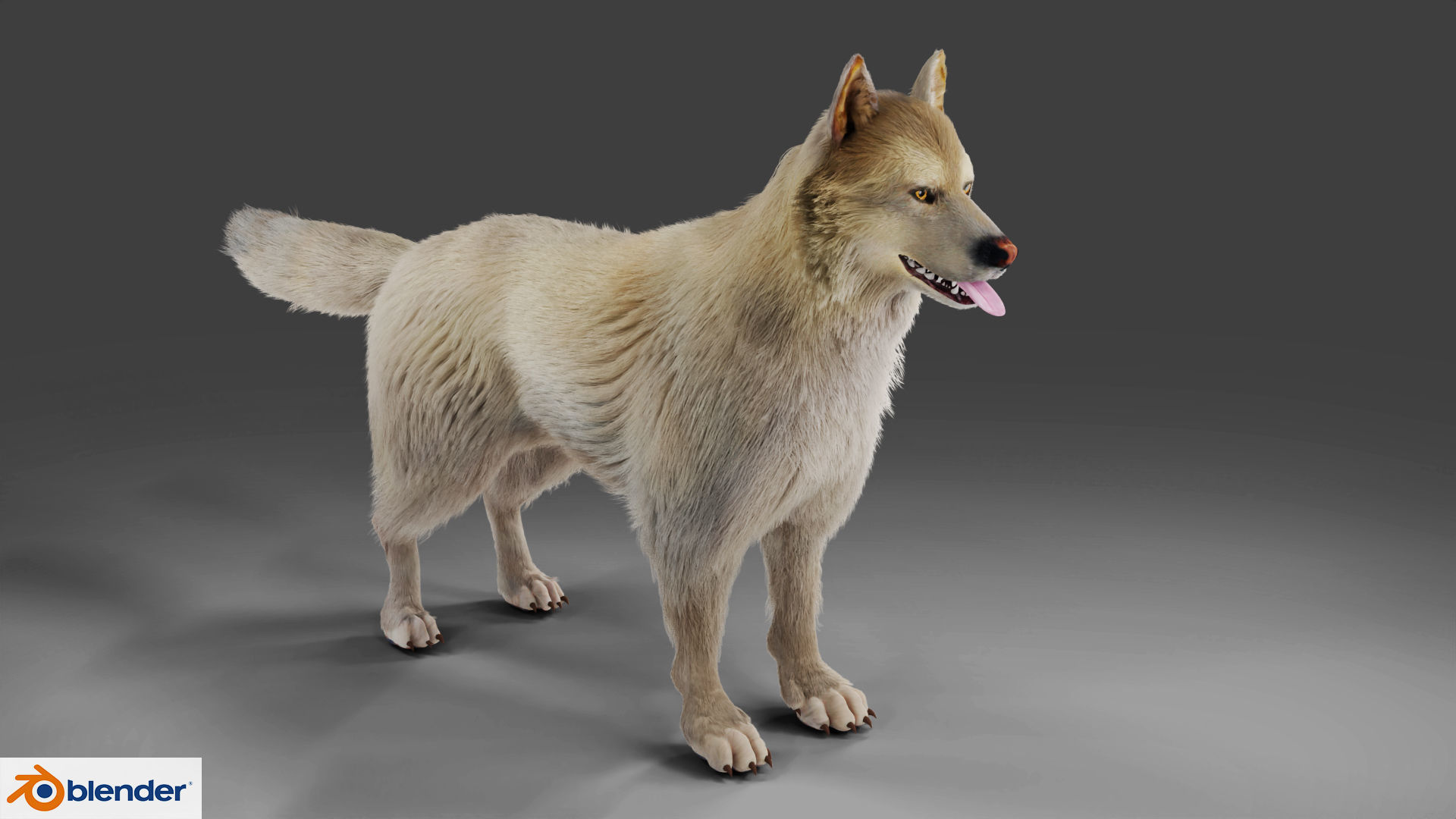 Fur Gray Wolf Rigged V02 in Blender Low-poly 3D model_9