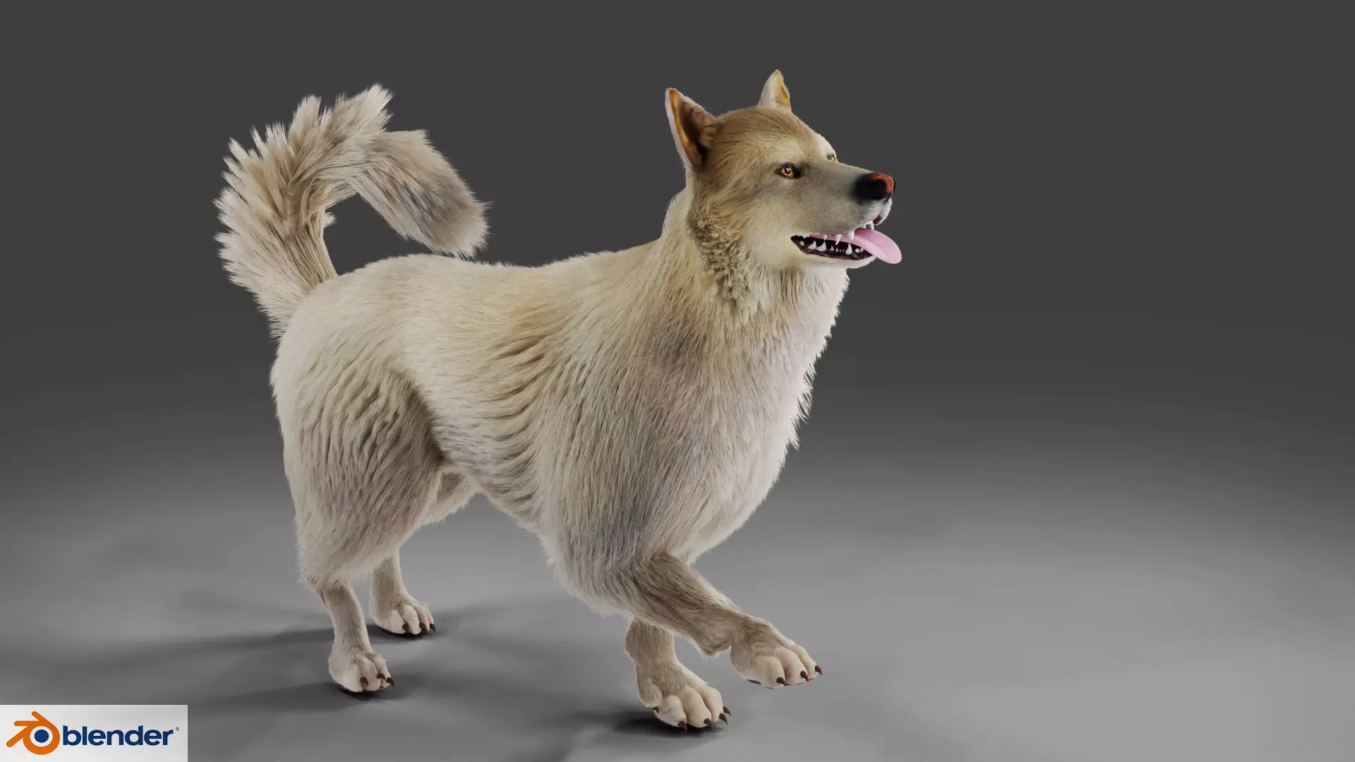 Fur Gray Wolf Rigged V02 in Blender Low-poly 3D model_0