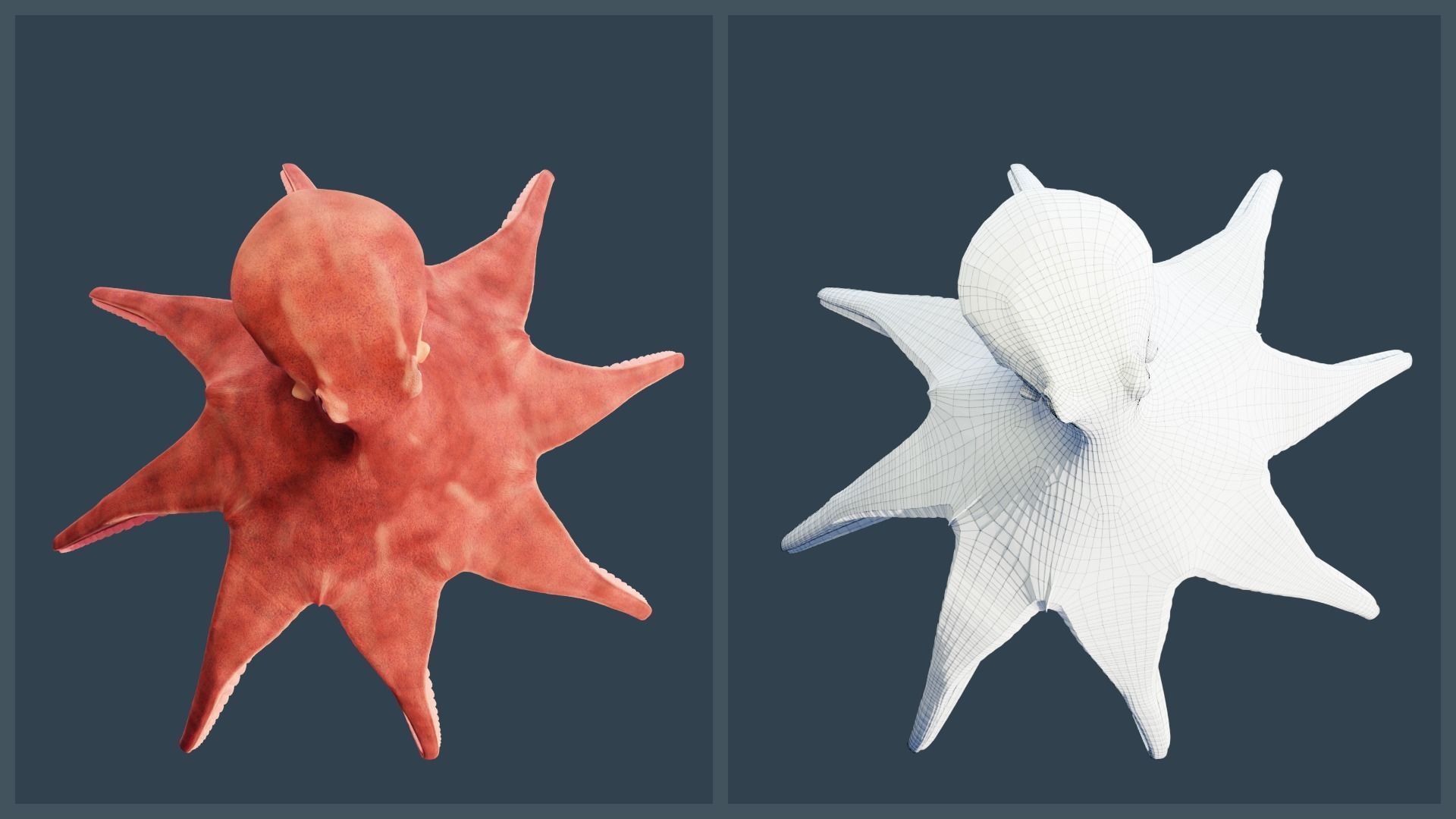 Animated Giant Pacific Octopus Low-poly 3D model_5