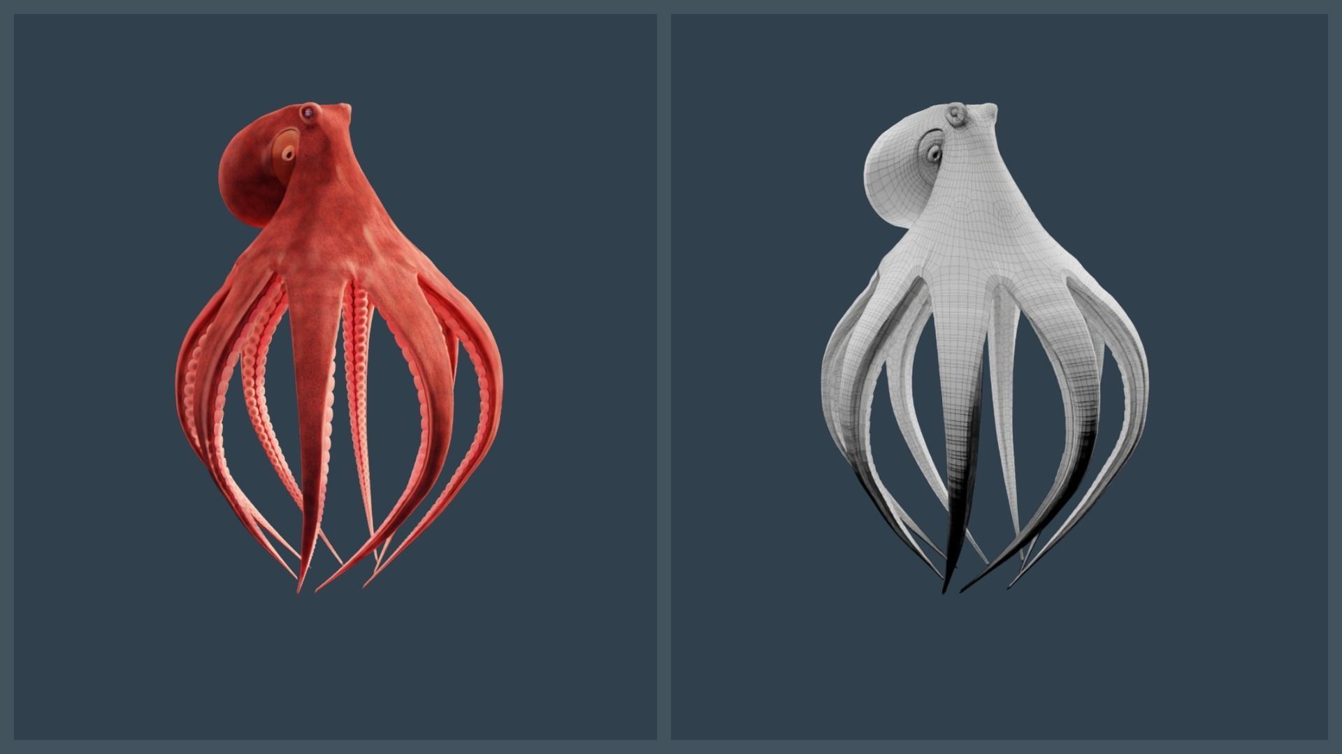 Animated Giant Pacific Octopus Low-poly 3D model_13