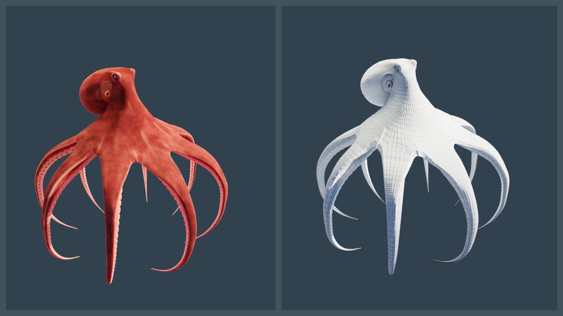 Animated Giant Pacific Octopus Low-poly 3D model_2