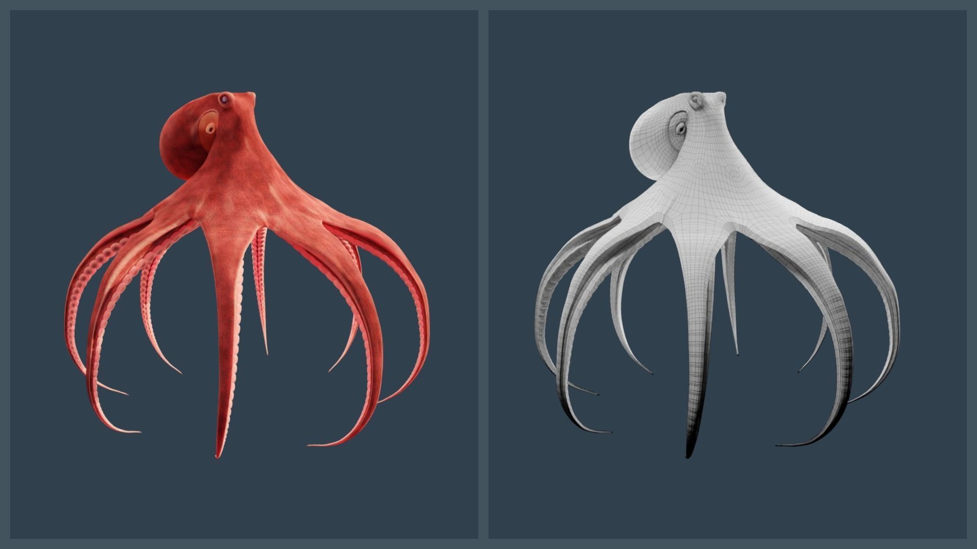 Animated Giant Pacific Octopus Low-poly 3D model_15