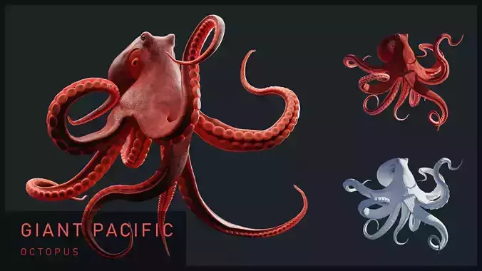 Animated Giant Pacific Octopus Low-poly 3D model