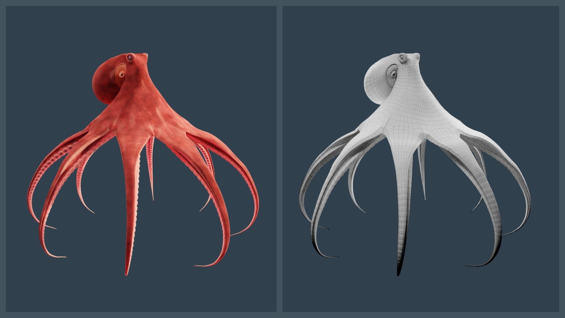 Animated Giant Pacific Octopus Low-poly 3D model_16