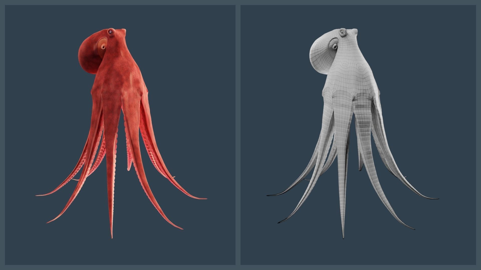 Animated Giant Pacific Octopus Low-poly 3D model_20