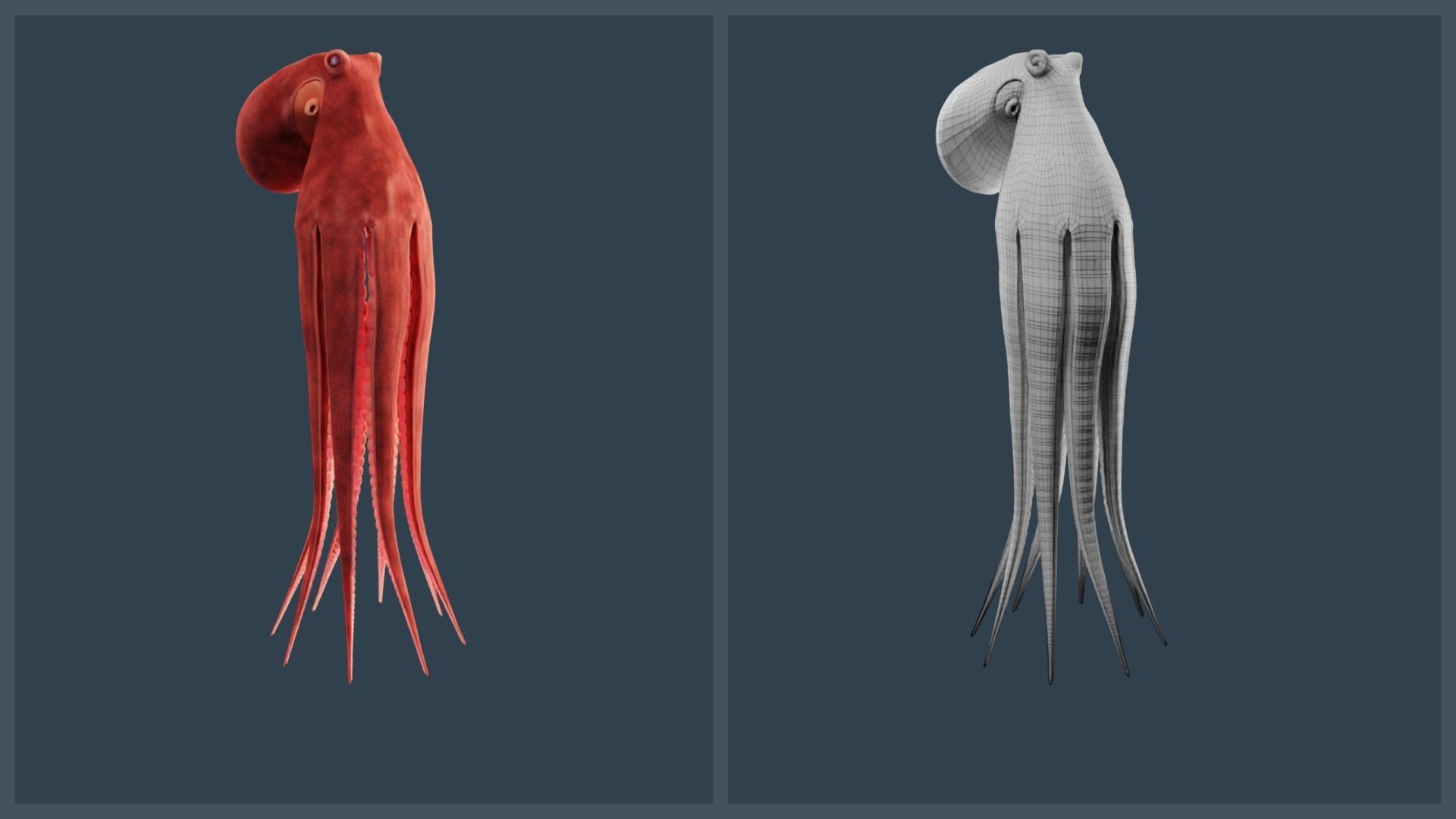 Animated Giant Pacific Octopus Low-poly 3D model_23