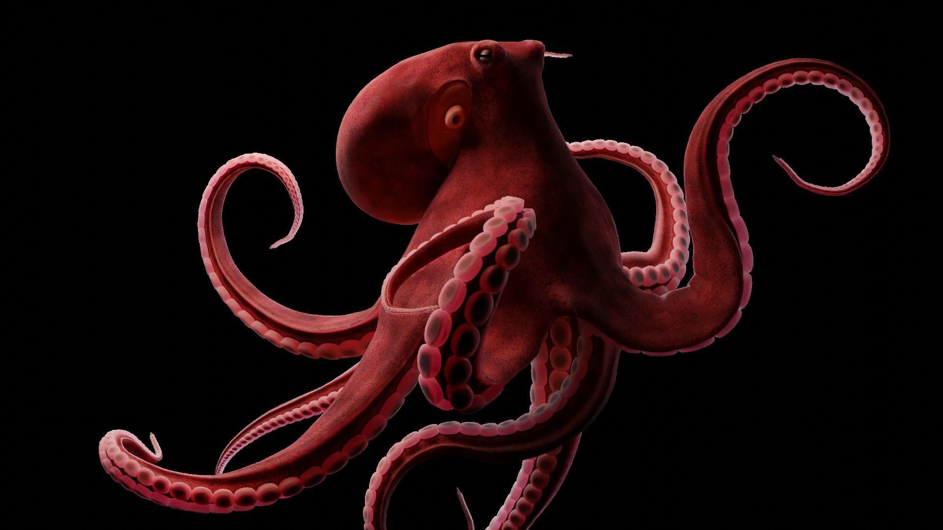 Animated Giant Pacific Octopus Low-poly 3D model_25