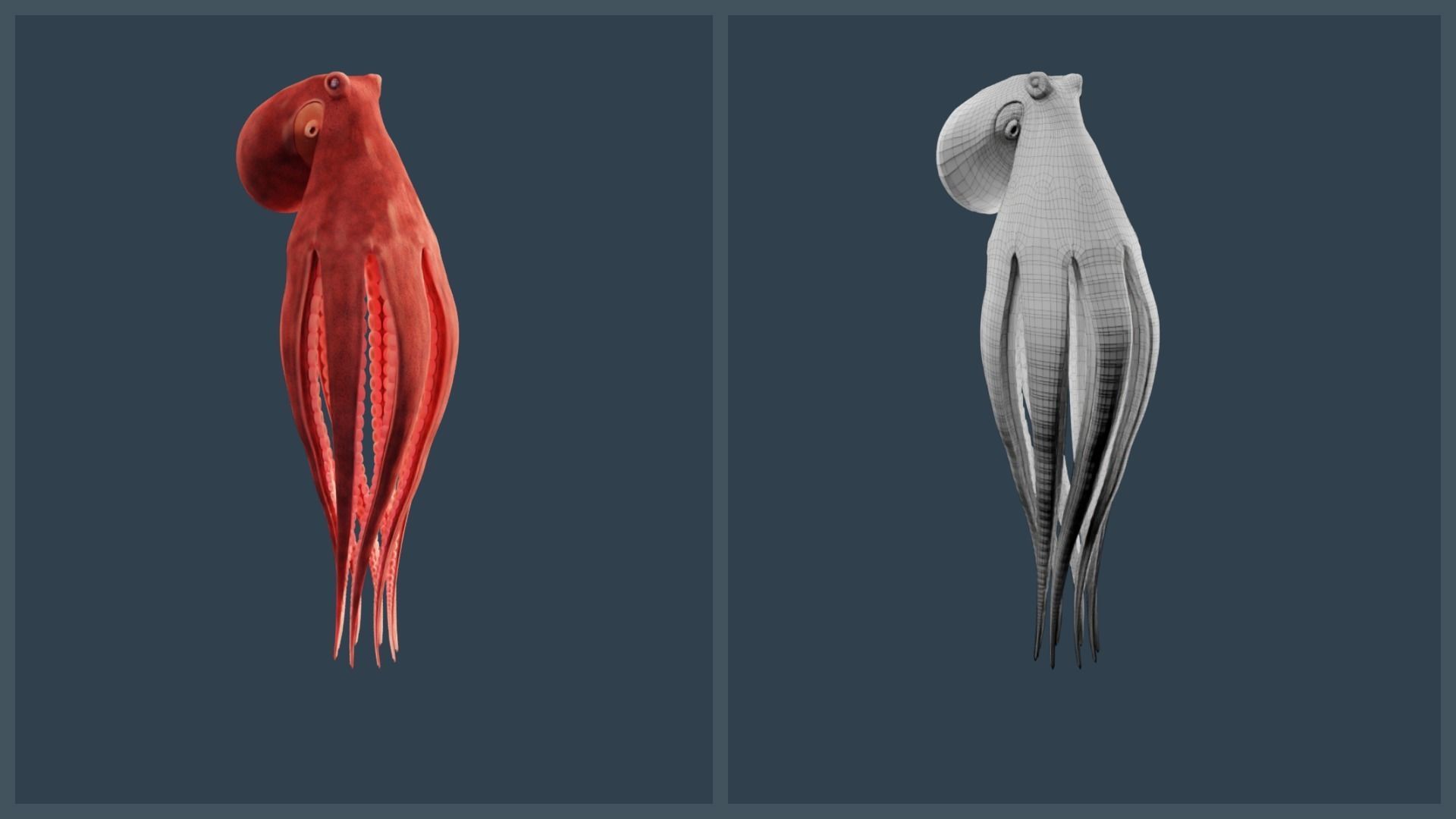 Animated Giant Pacific Octopus Low-poly 3D model_11