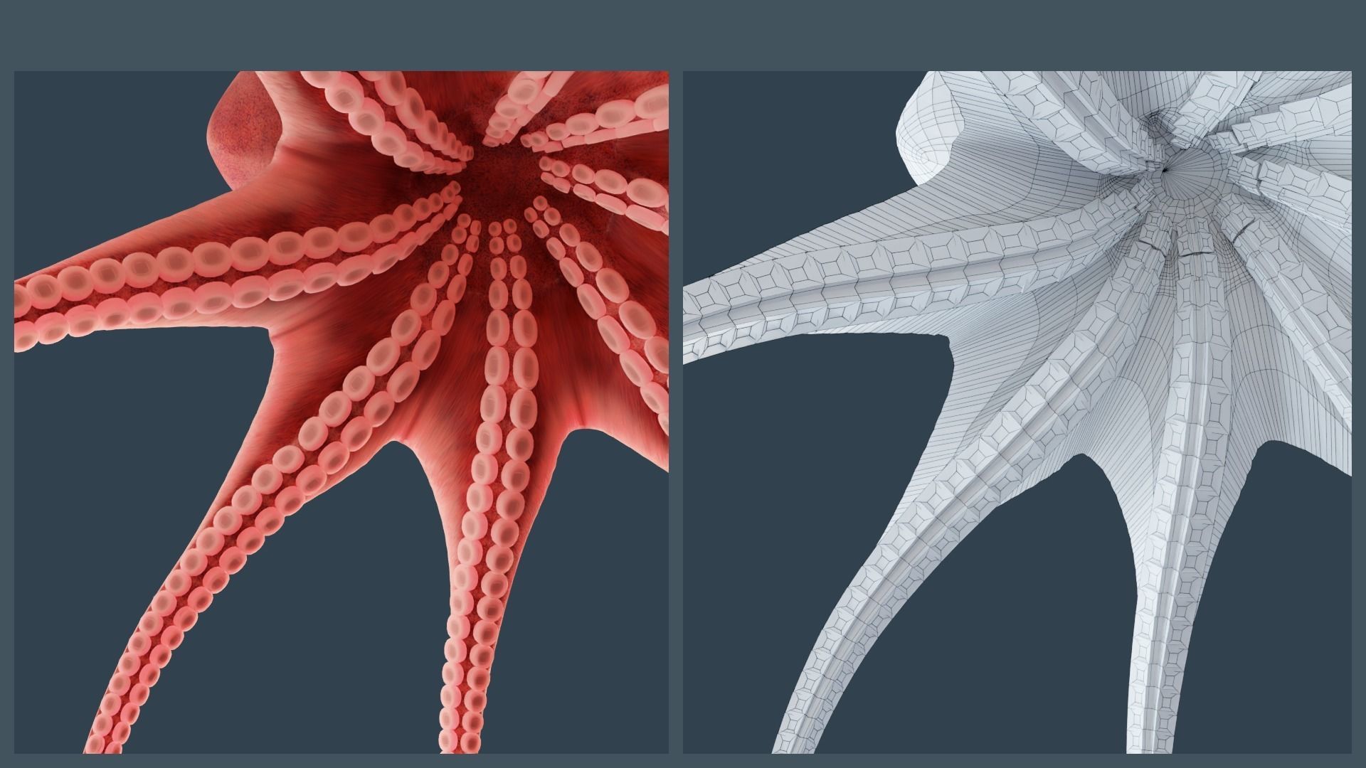 Animated Giant Pacific Octopus Low-poly 3D model_7