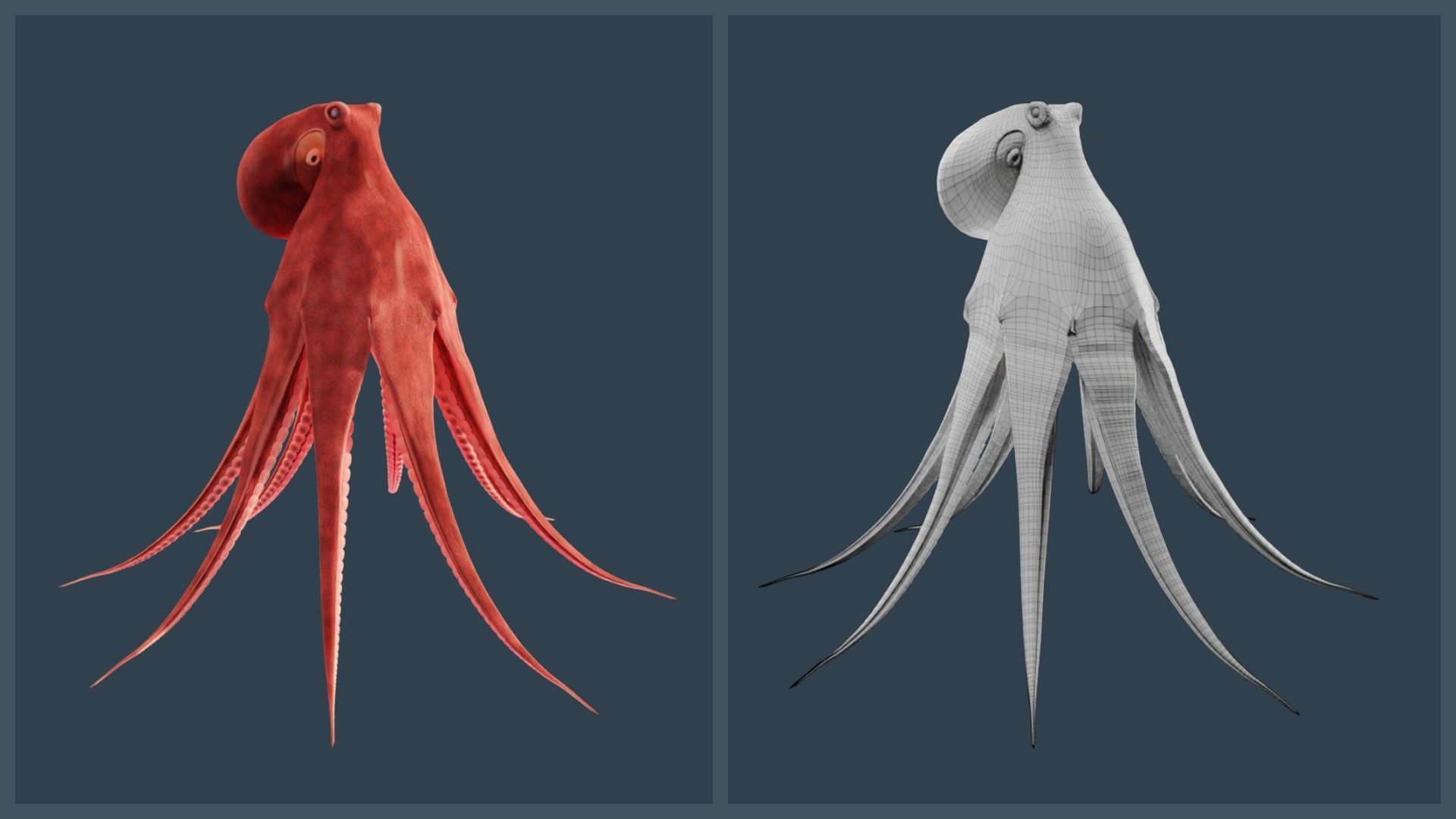 Animated Giant Pacific Octopus Low-poly 3D model_19