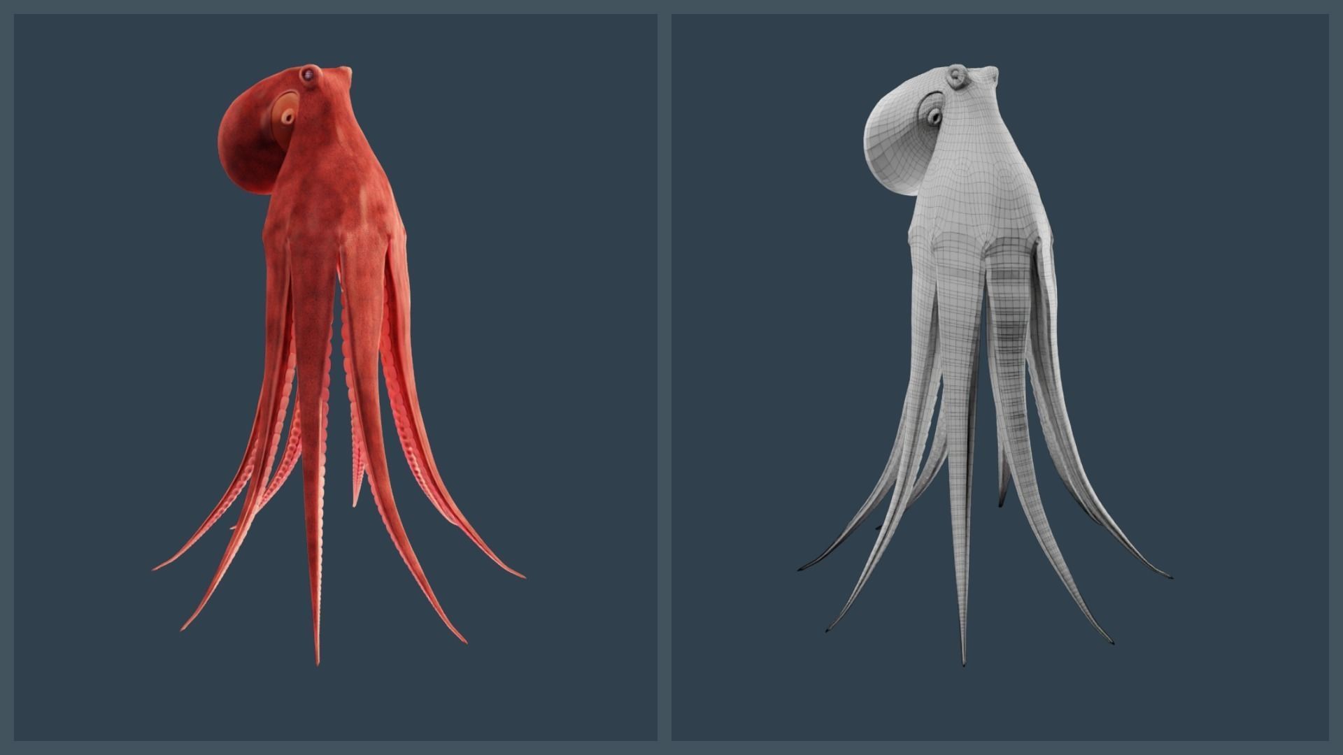 Animated Giant Pacific Octopus Low-poly 3D model_21